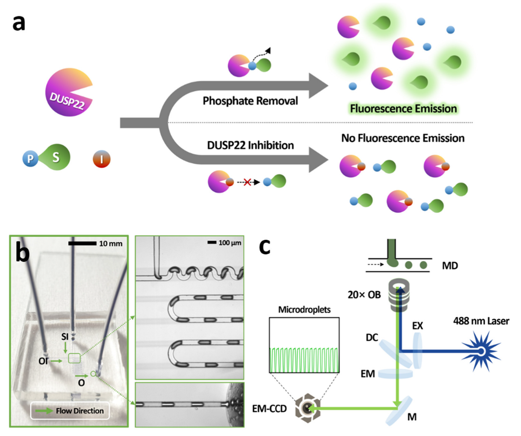 Biosensors 12 00740 g002 550