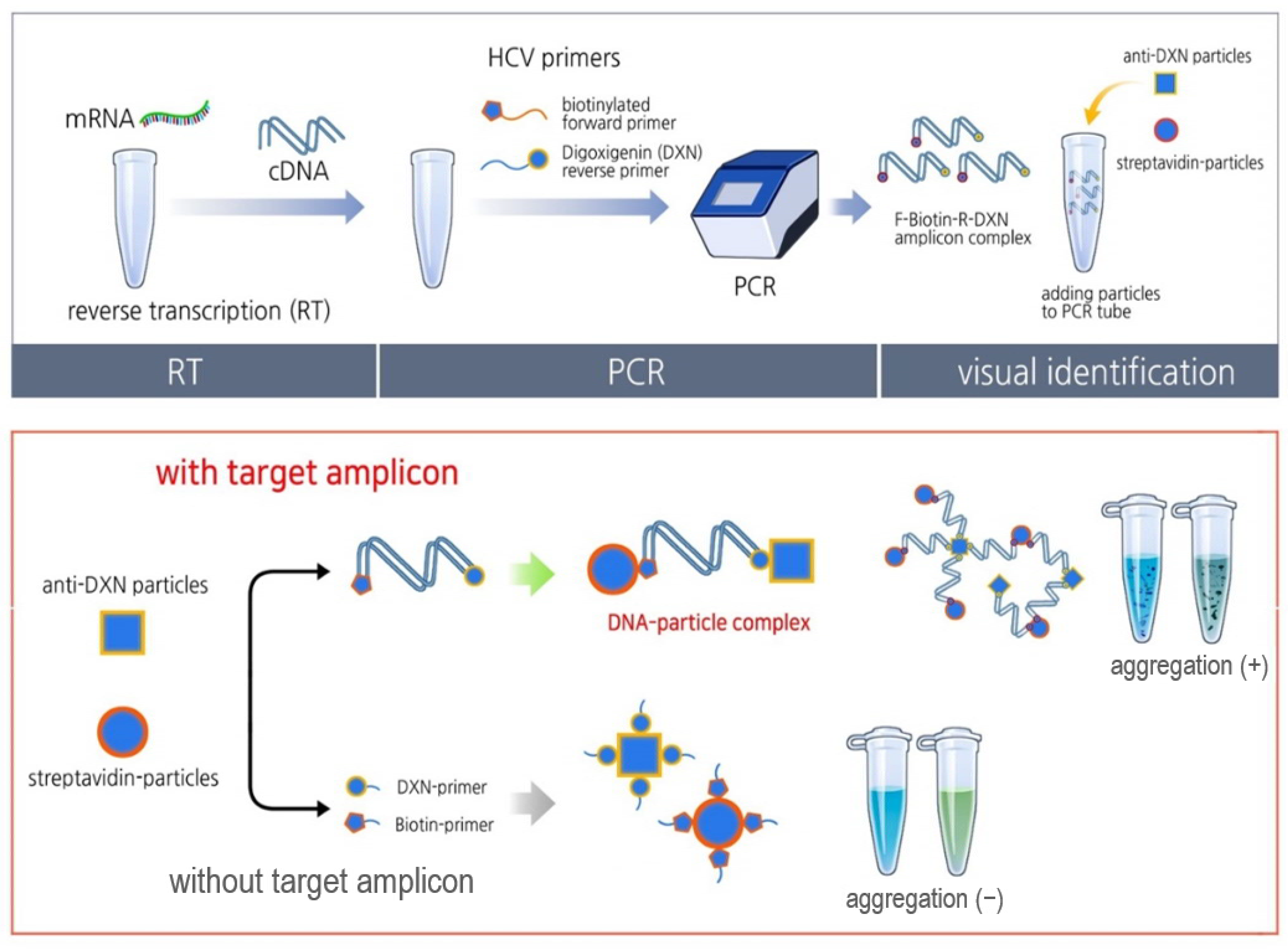 Nanoparticle Based Visual Detection Of Amplified DNA For Diagnosis Of nanoparticle-based-visual-detection-of-amplified-dna-for-diagnosis-of