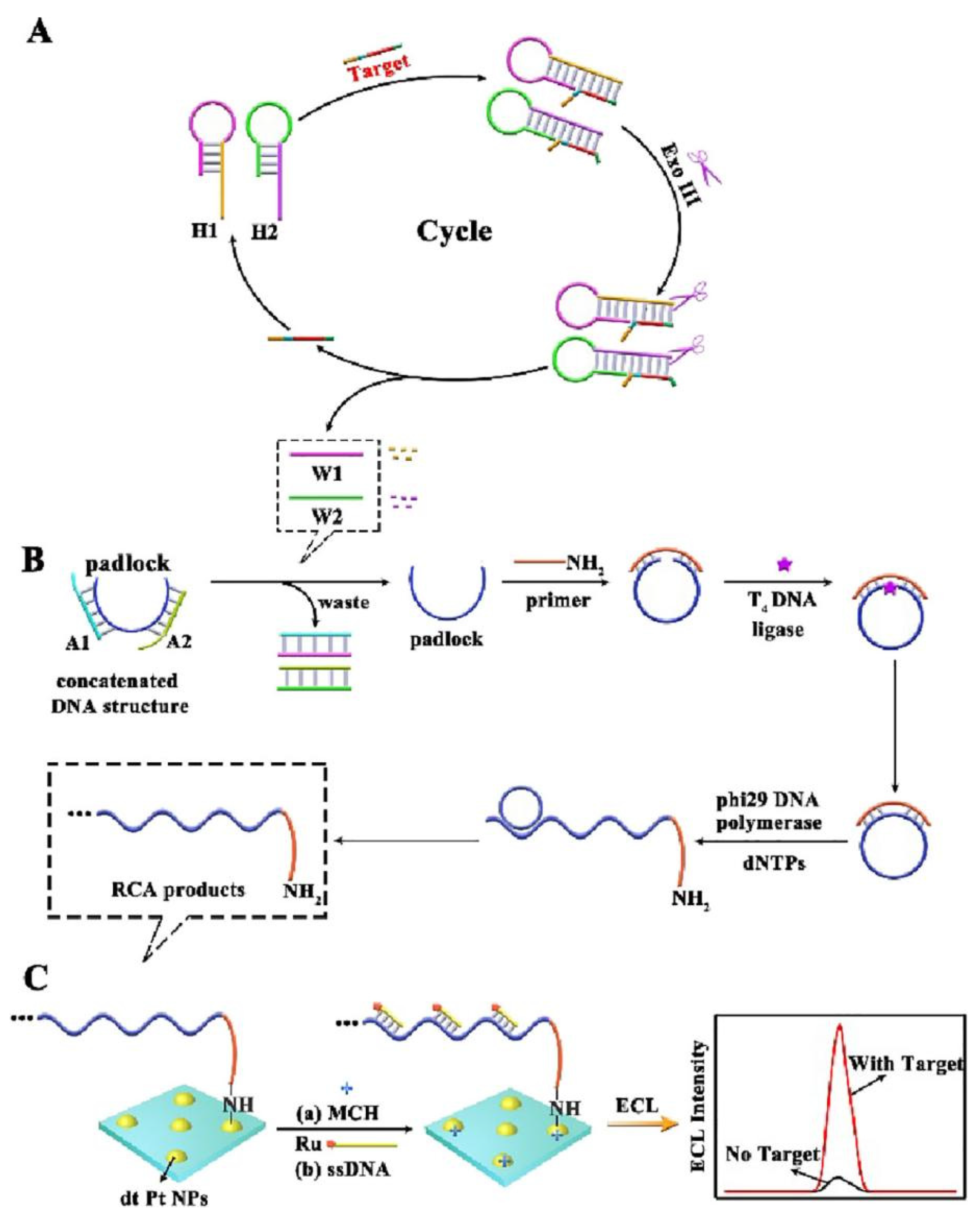 Biosensors 12 00750 g001 550