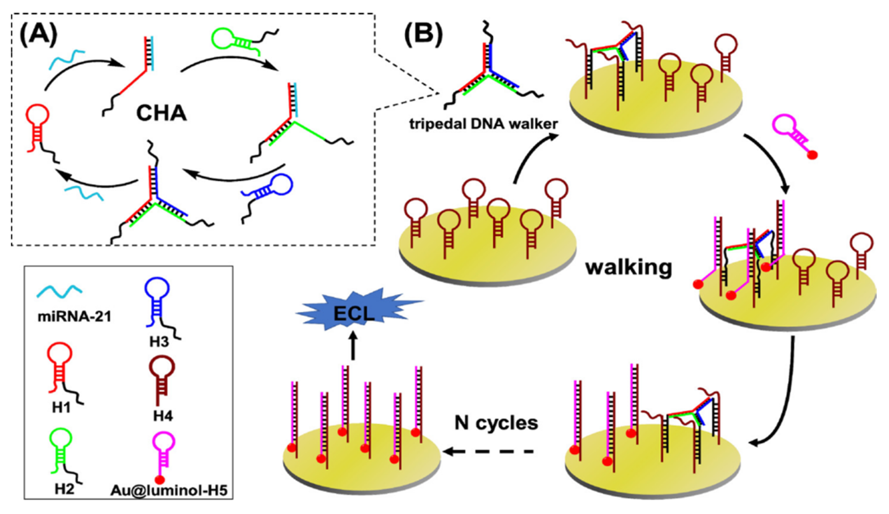 Biosensors 12 00750 g003 550