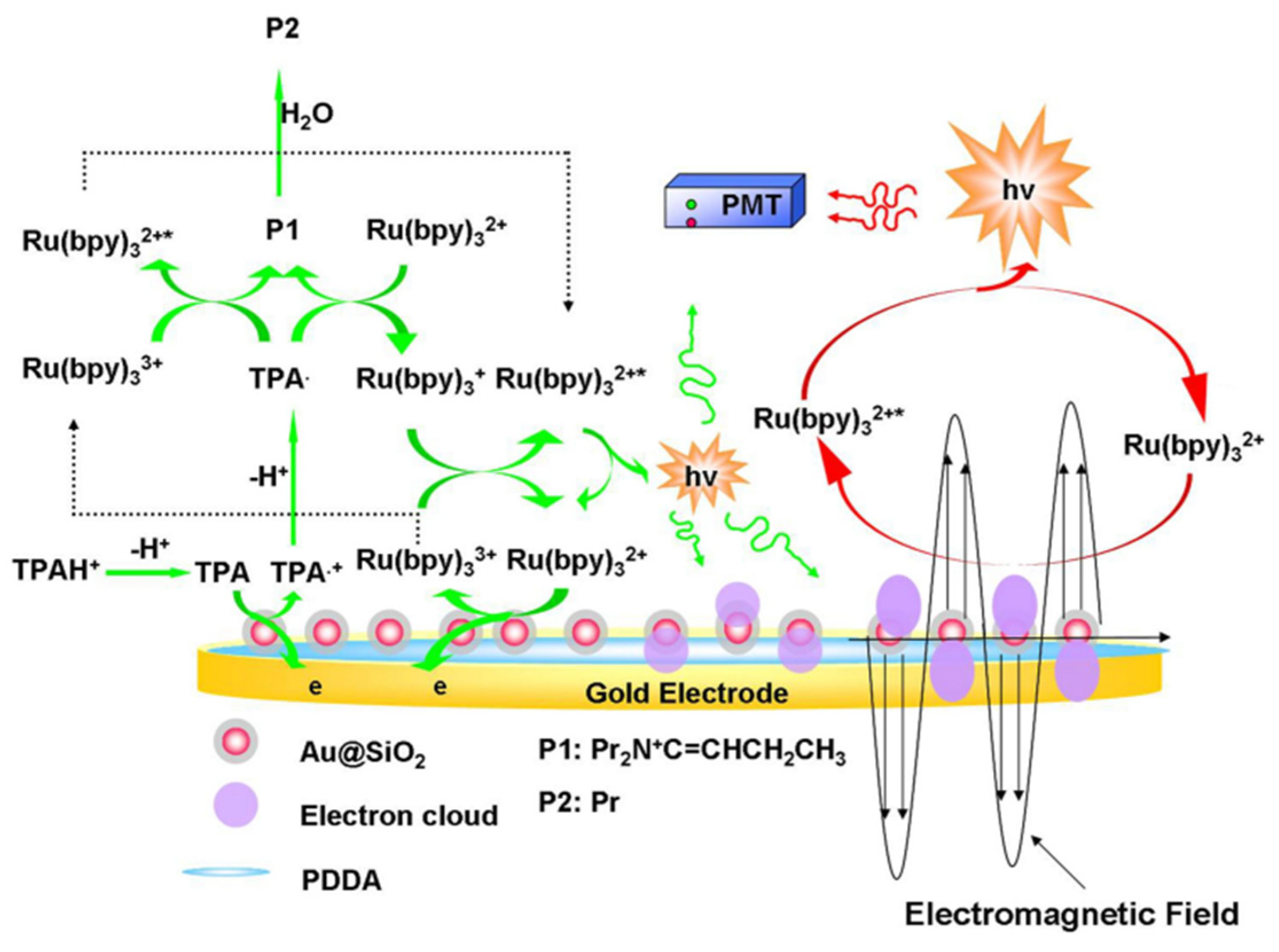 Biosensors 12 00750 g007 550