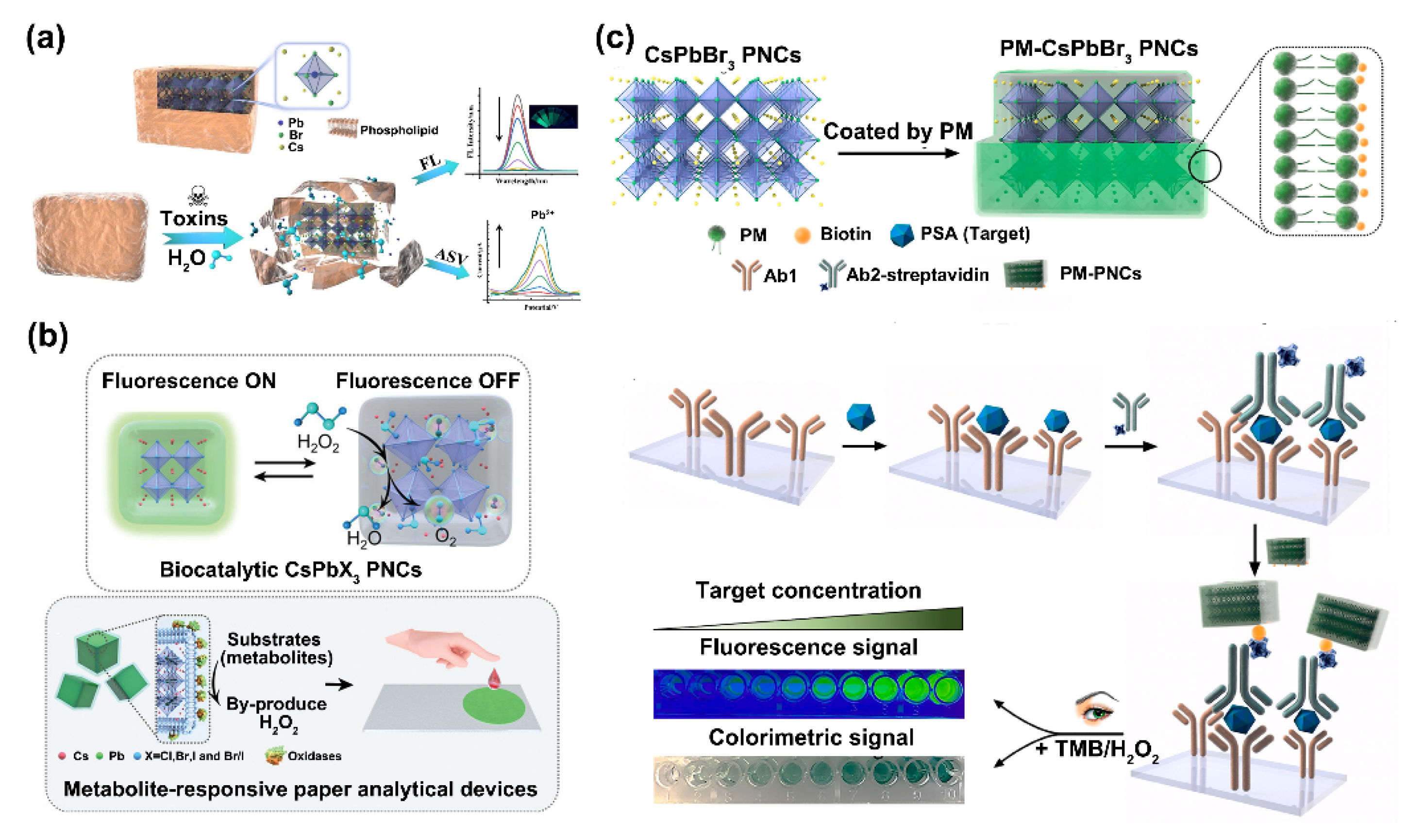 Biosensors 12 00754 g006 550