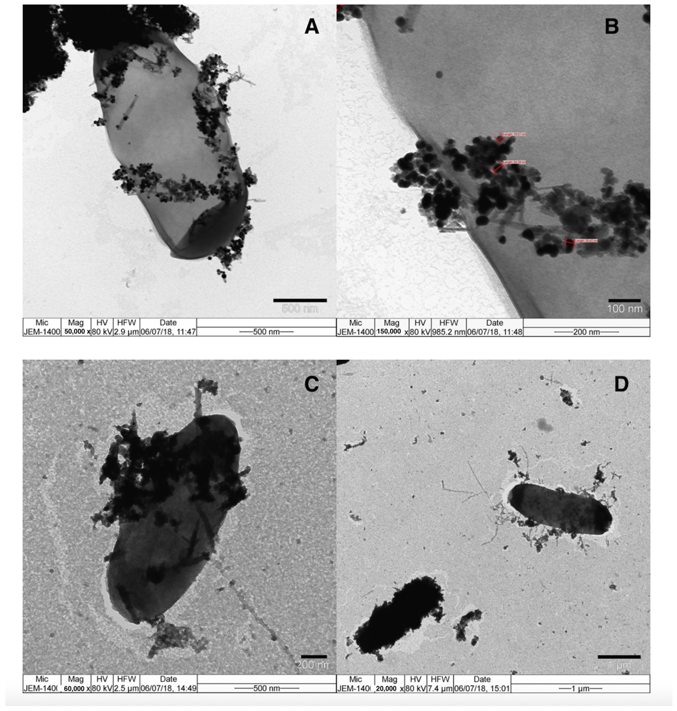 Biosensors 12 00765 g003 550