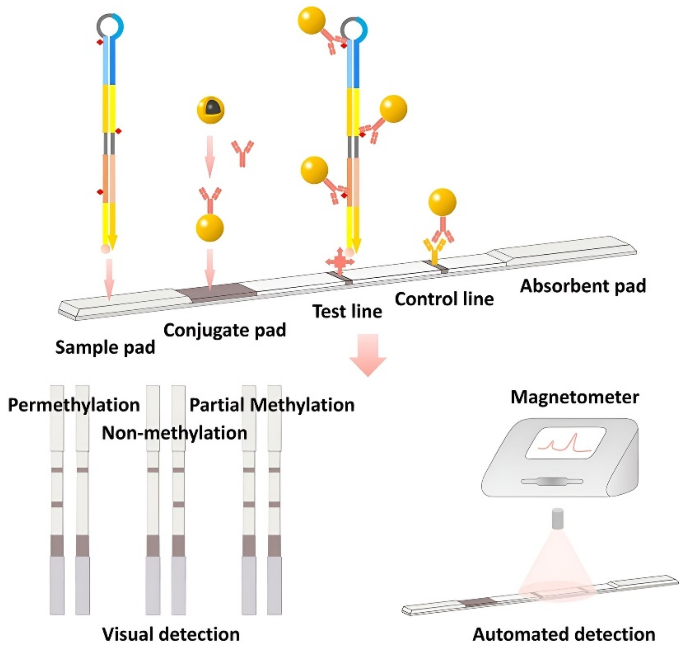 Biosensors 12 00789 g007 Biosensors 12 00789 g007