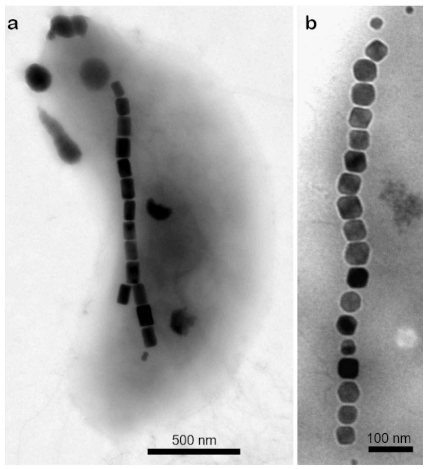 Biosensors 12 00789 g015 Biosensors 12 00789 g015