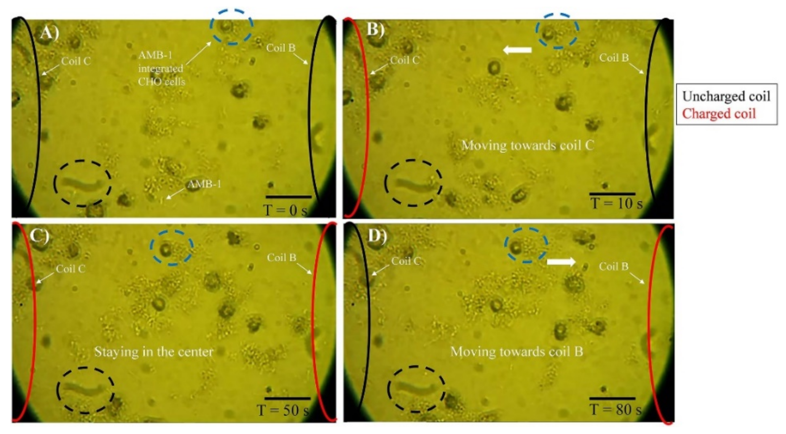 Biosensors 12 00789 g021 Biosensors 12 00789 g021