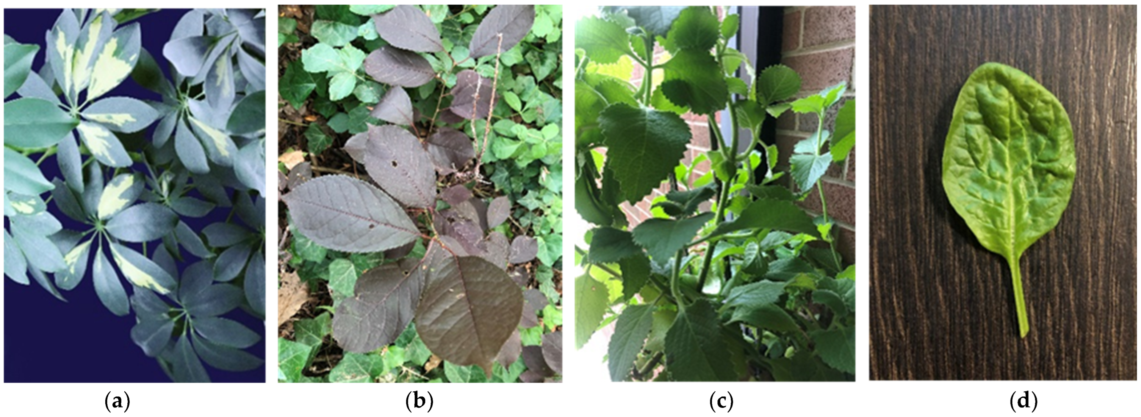 Biosensors 12 00817 g001 Biosensors 12 00817 g001