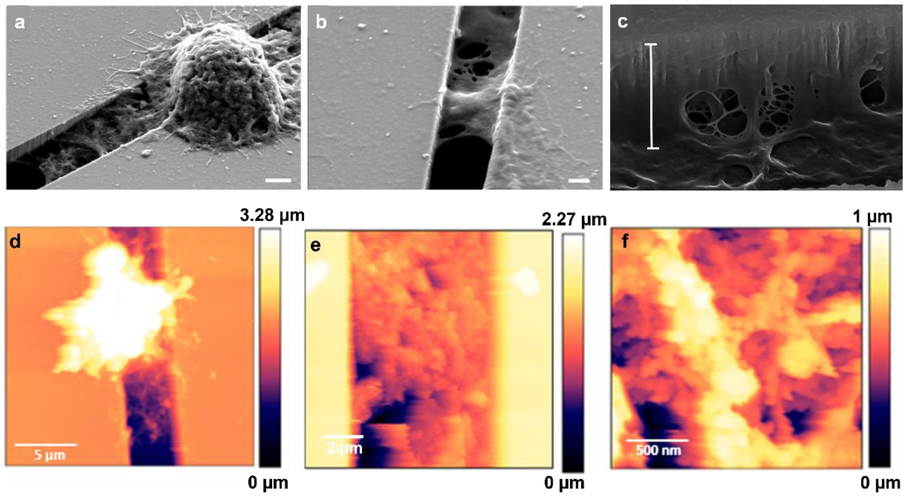 Biosensors 12 00822 g010