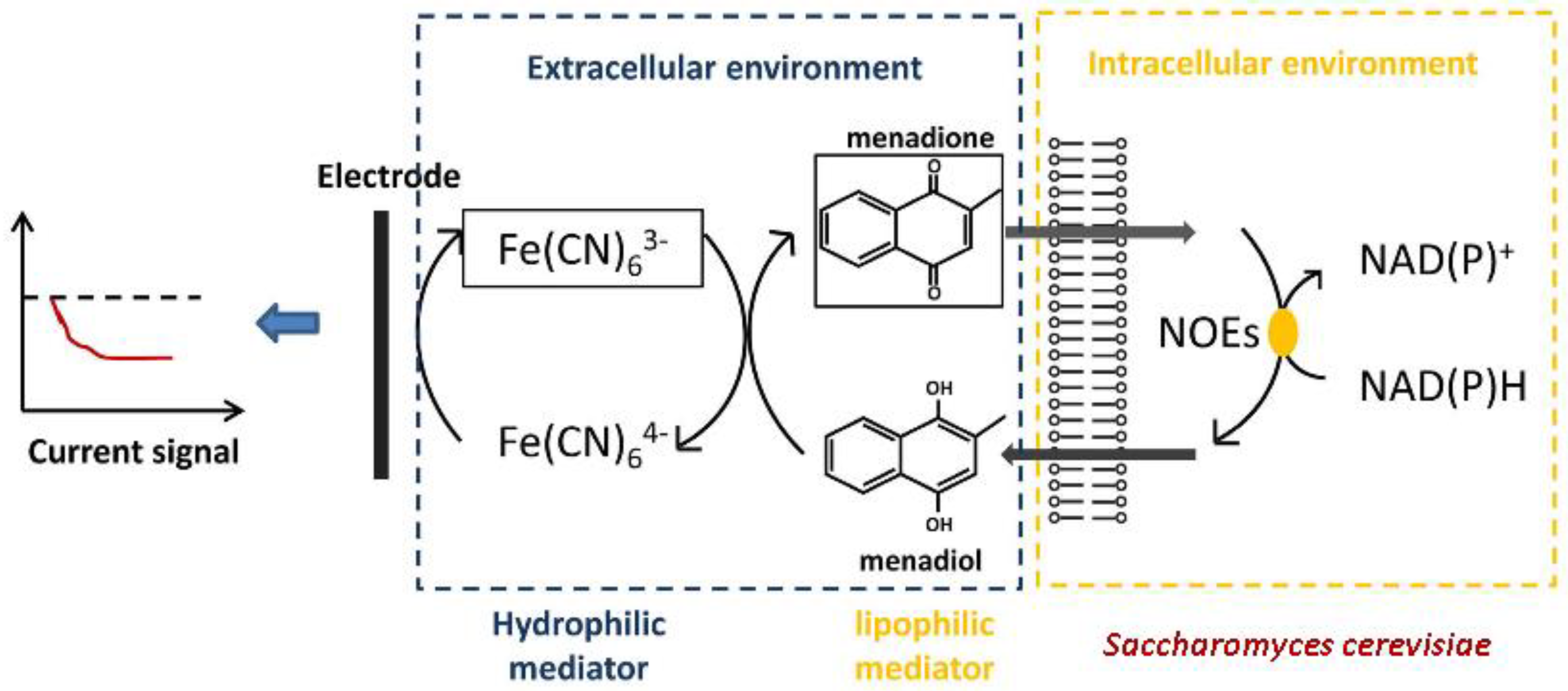 Biosensors 12 00842 g010 Biosensors 12 00842 g010