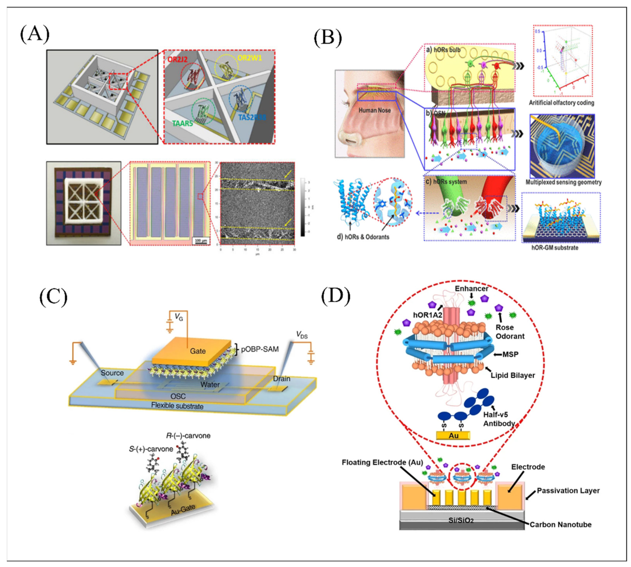 Biosensors 12 00858 g003 Biosensors 12 00858 g003