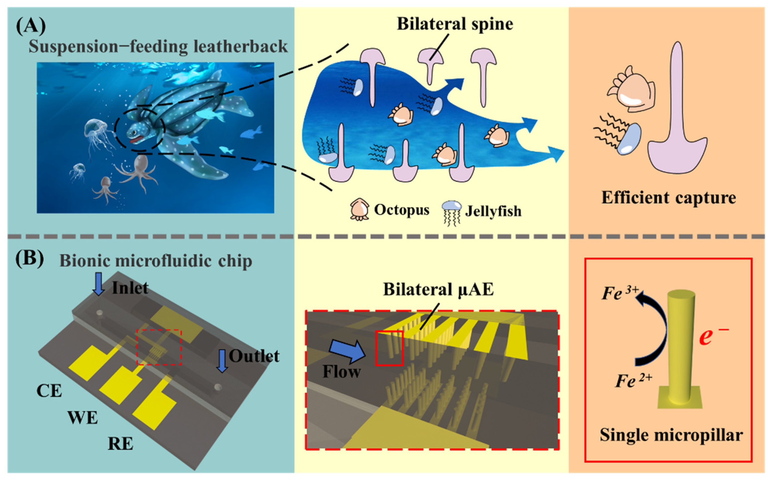 Numerical Study on a Bio-Inspired Micropillar Array