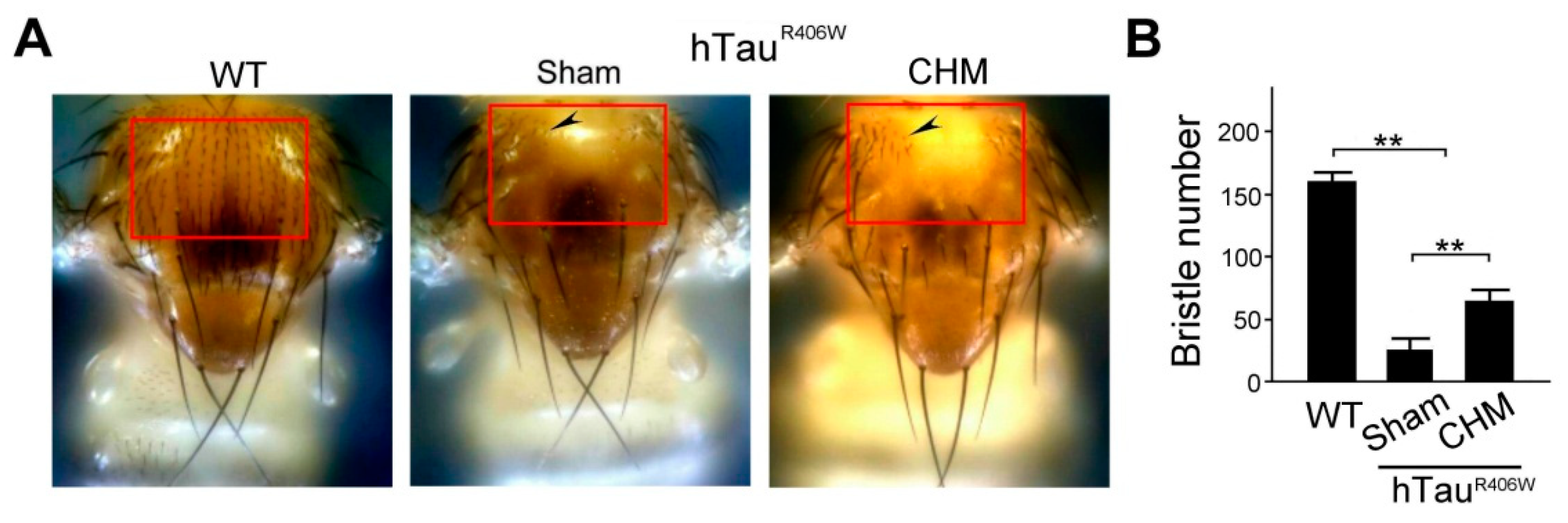 Biosensors 12 00883 g004