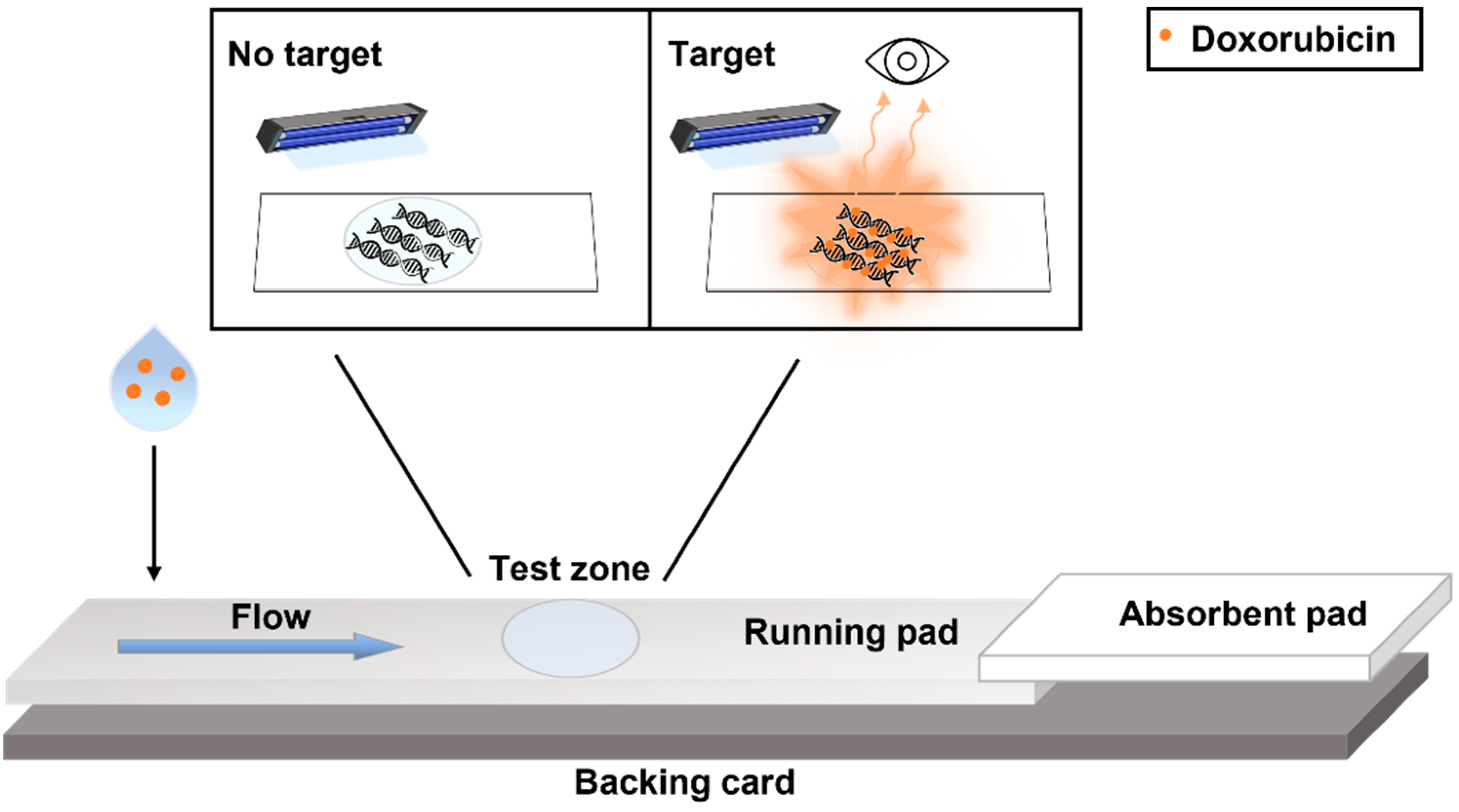 Biosensors | Free Full-Text | A Lateral Flow Device for Point-of-Care  Detection of Doxorubicin