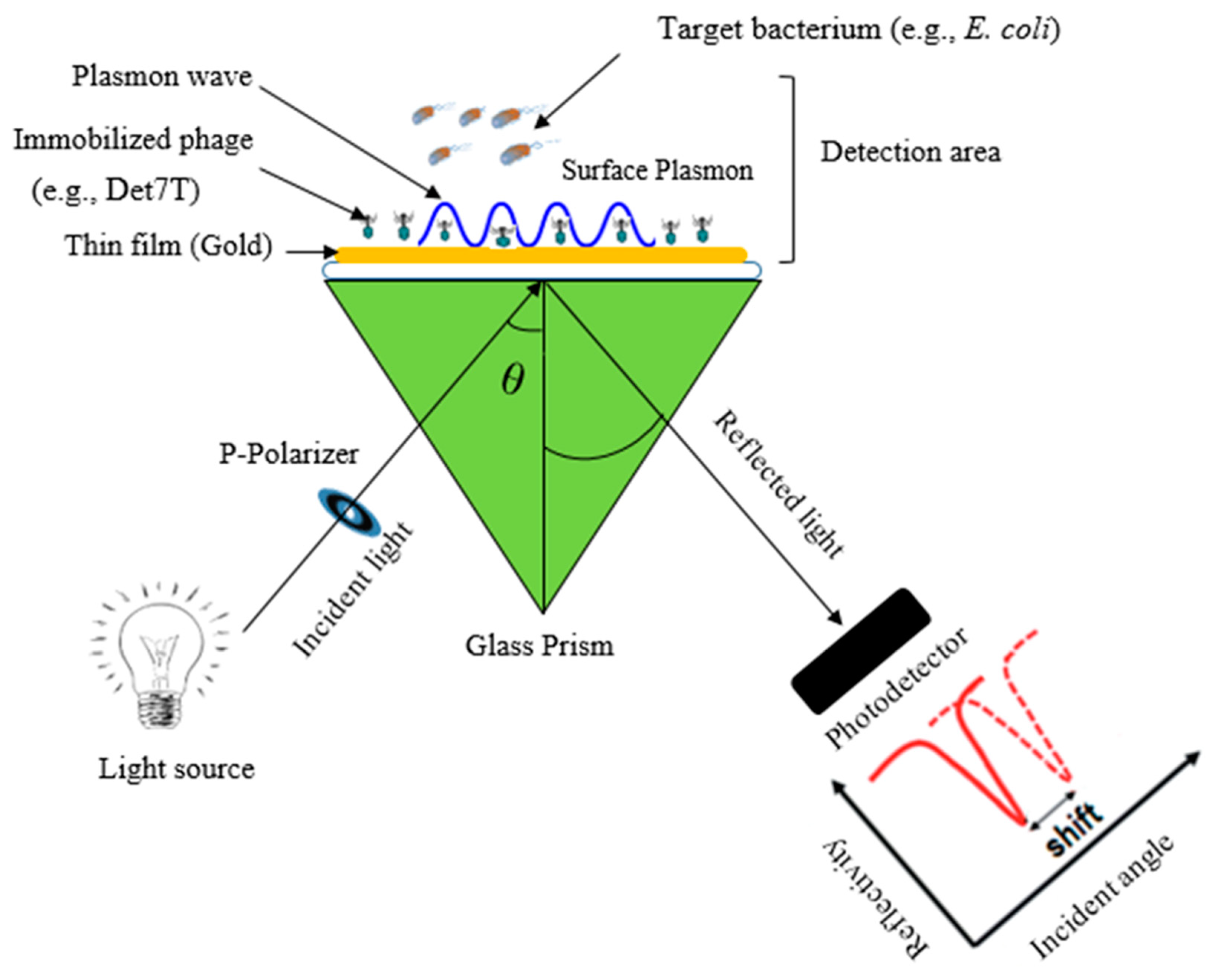 Biosensors 12 00905 g004