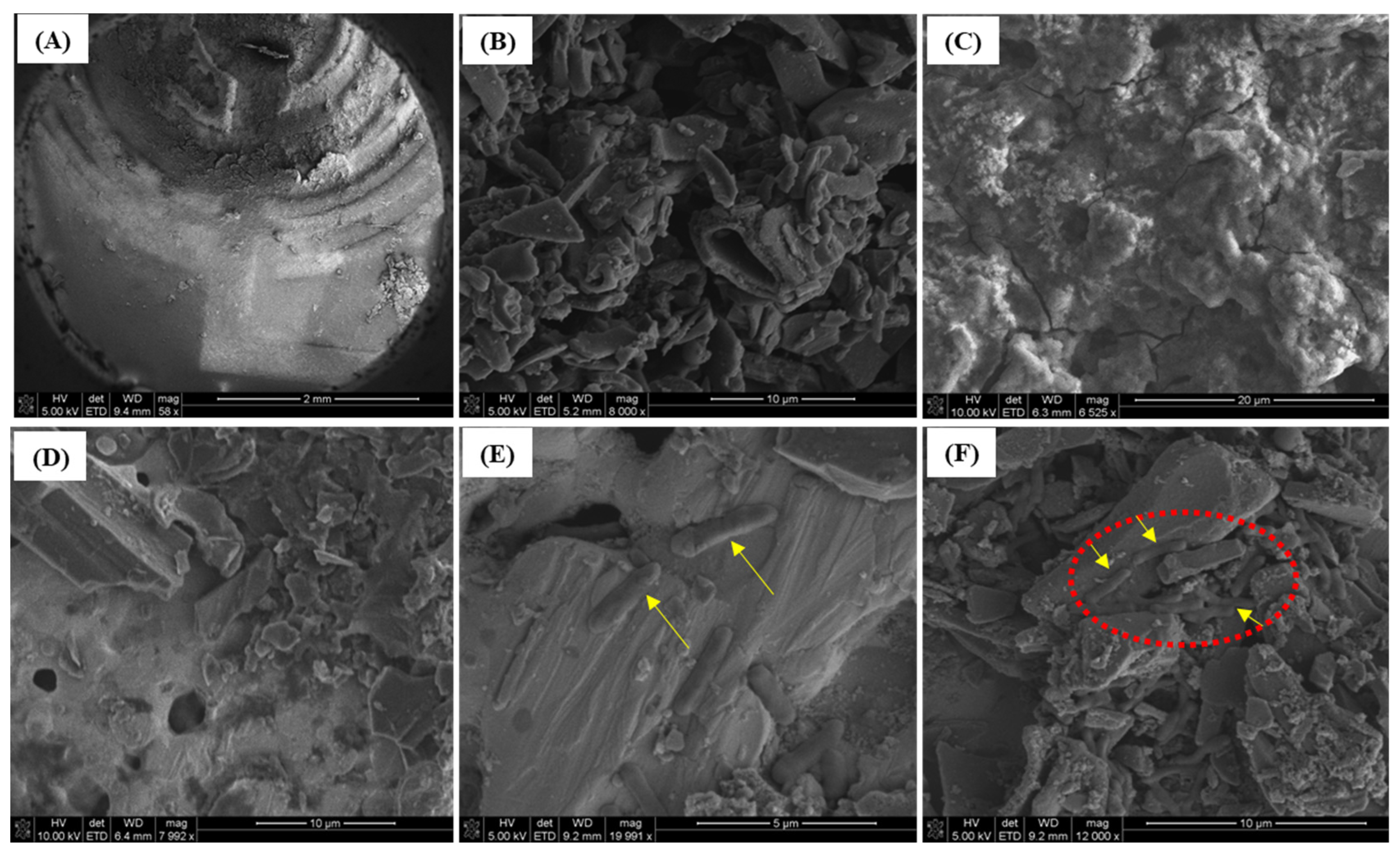 Biosensors 12 00908 g008 Biosensors 12 00908 g008