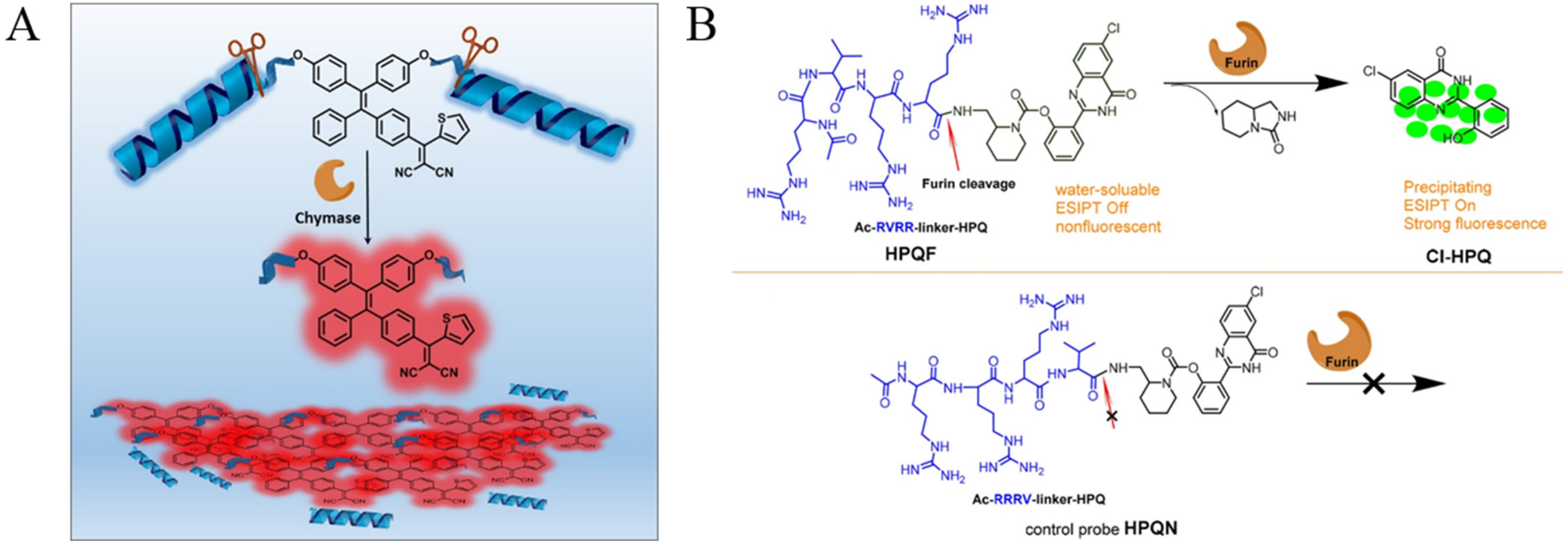 Biosensors Free FullText Biosensors for the Detection of Enzymes
