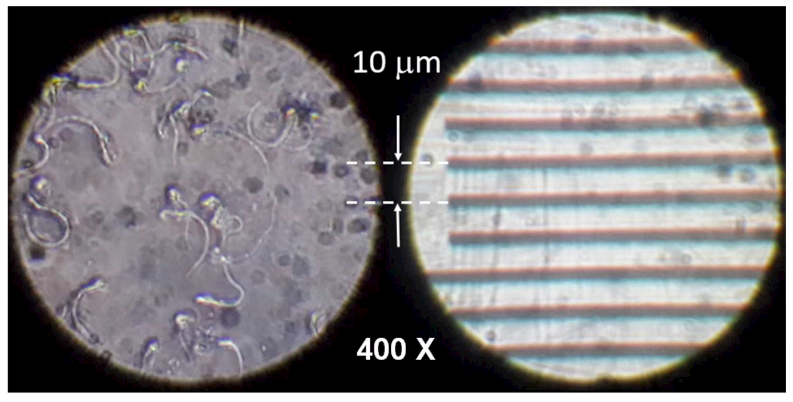 Biosensors 12 00960 g009
