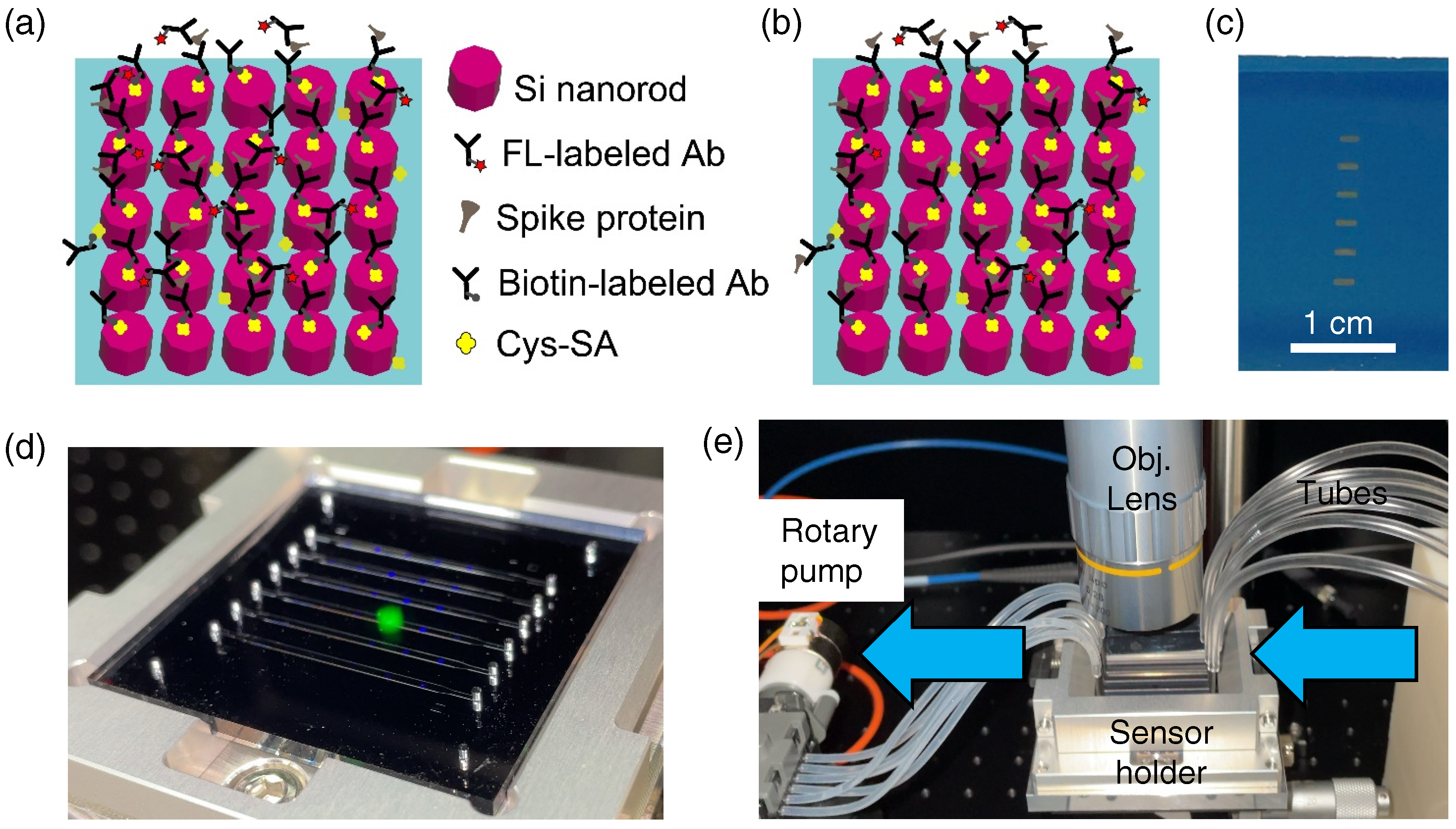 Biosensors 12 00981 g001