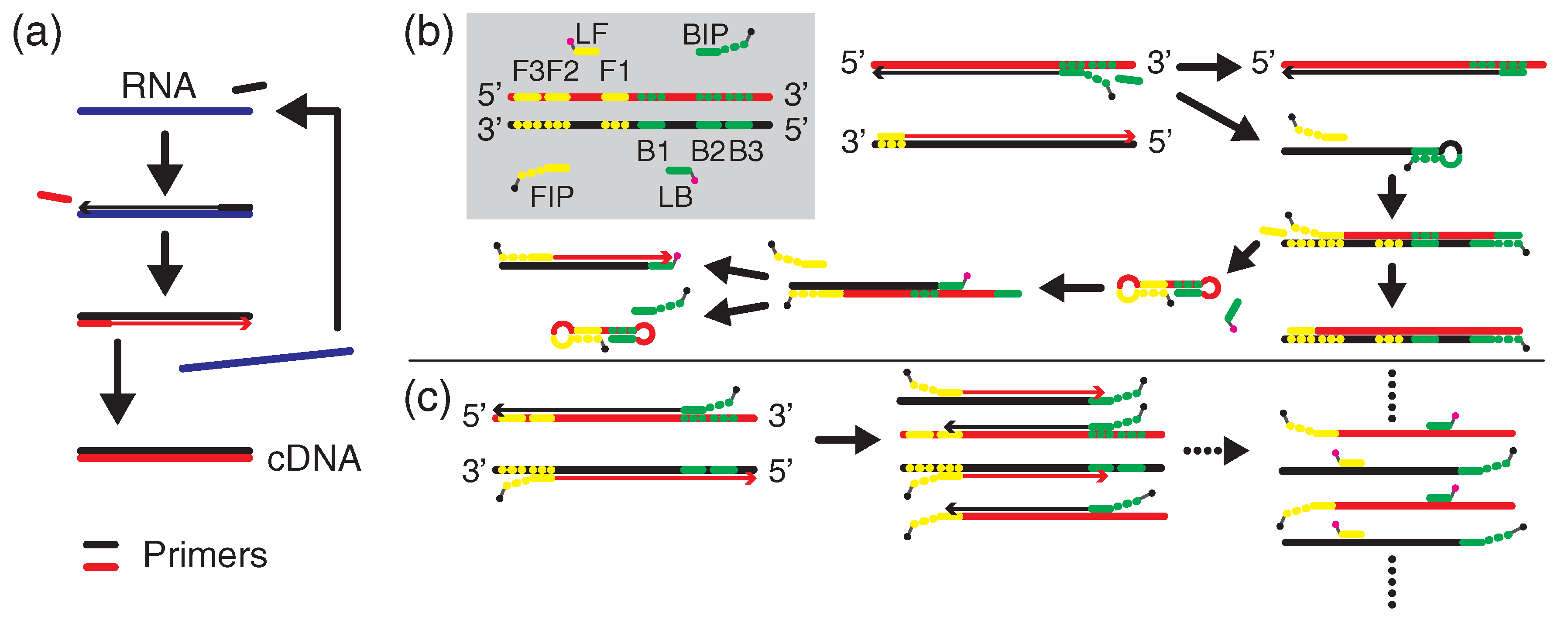 Biosensors 12 00987 g001 Biosensors 12 00987 g001