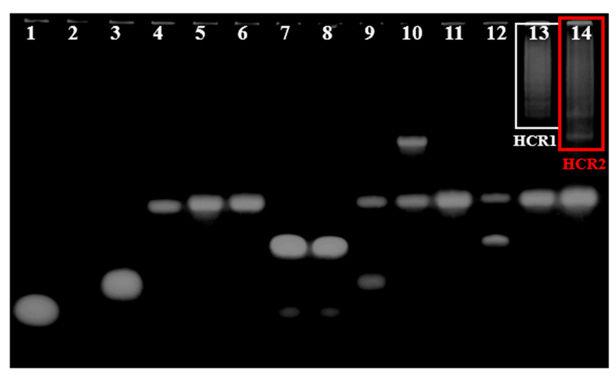 Biosensors 12 00989 g001 Biosensors 12 00989 g001