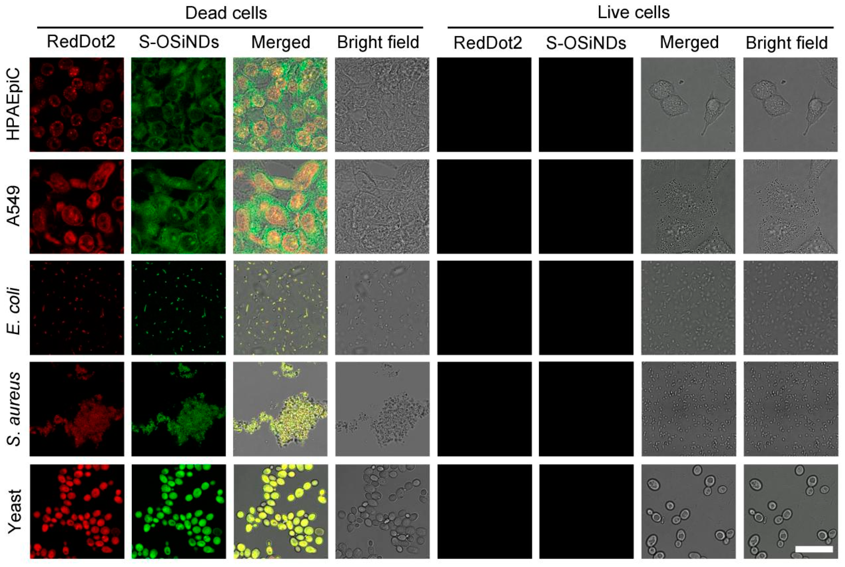 Biosensors 12 01000 g011 Biosensors 12 01000 g011