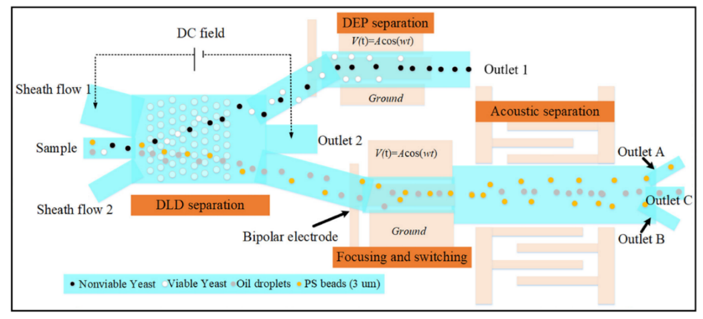 Biosensors 12 01023 g009