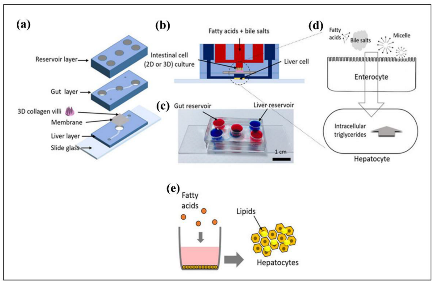 Biosensors 12 01023 g014