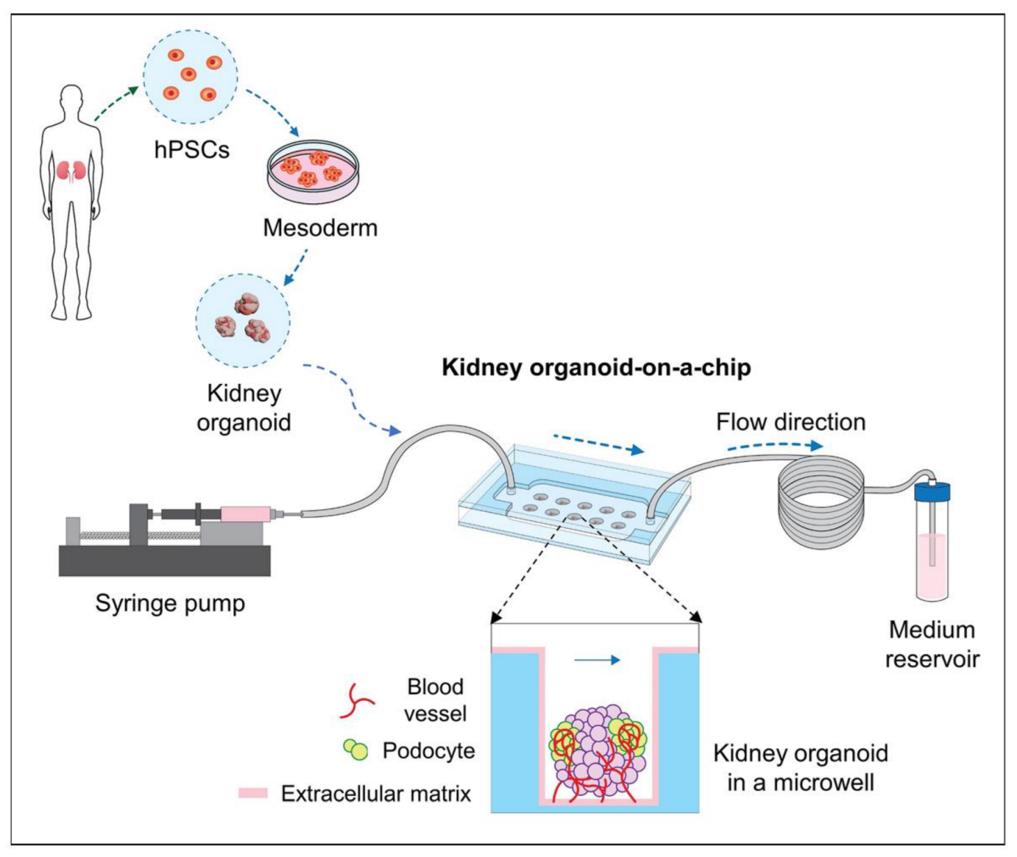 Biosensors 12 01023 g017