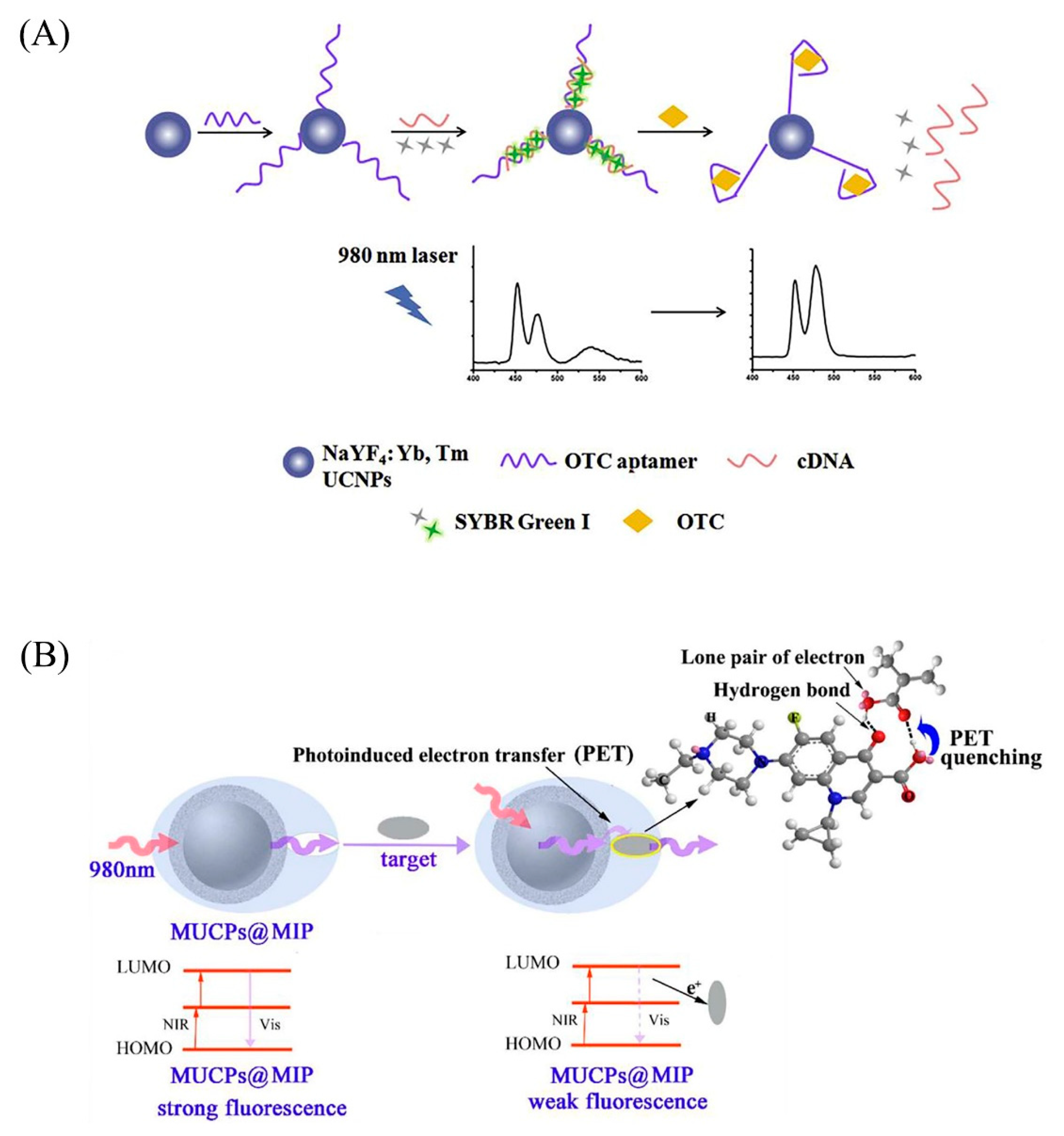 Biosensors 12 01036 g007
