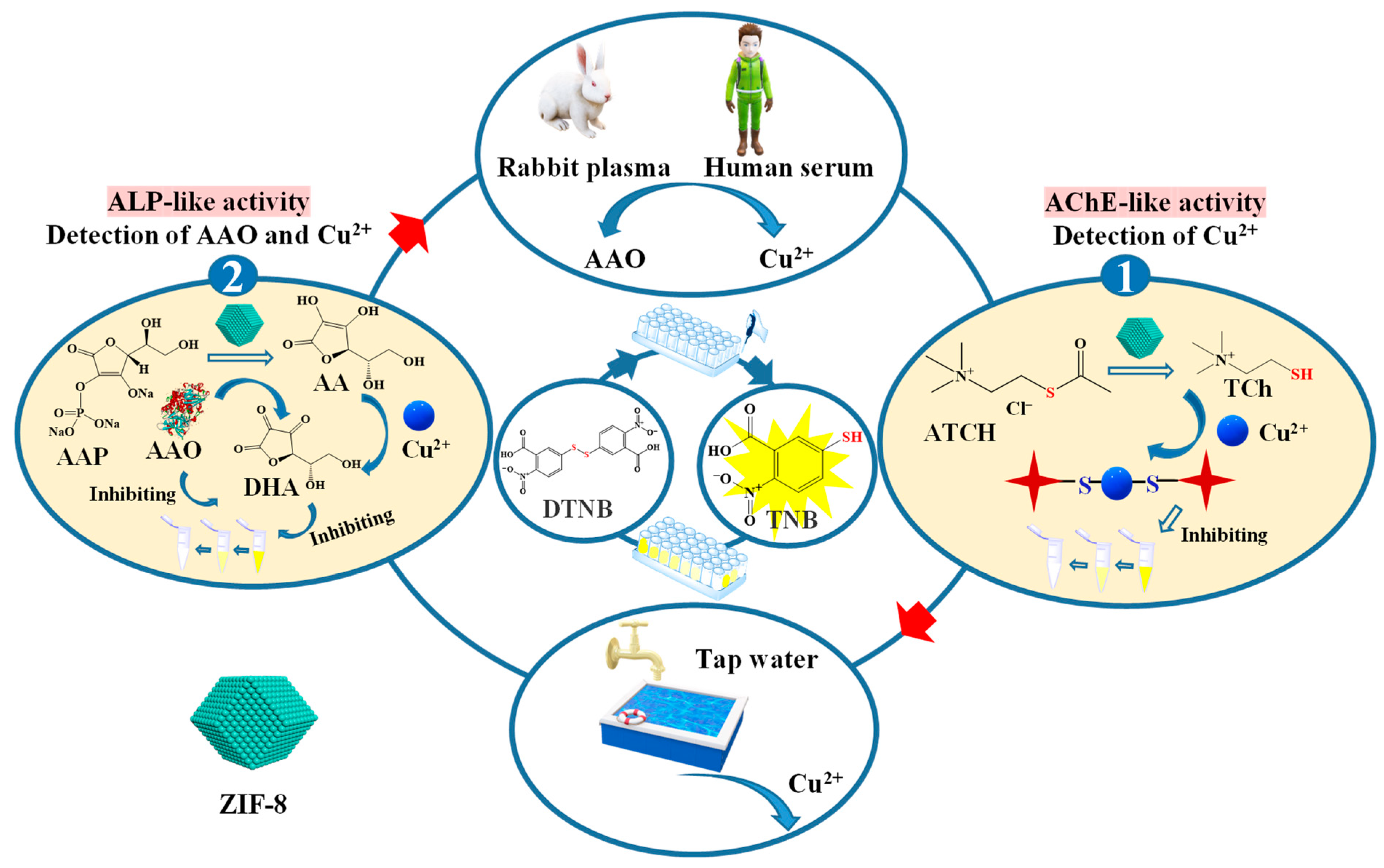 Nanoporous ZIF-8 Microparticles as Acetylcholinesterase and