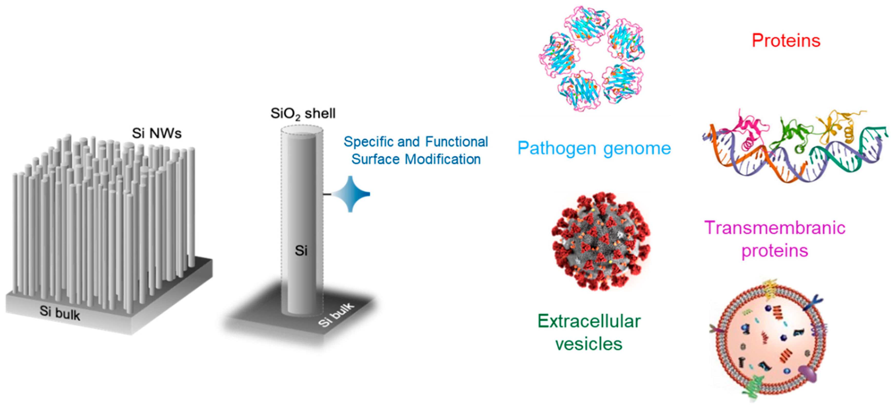 Biosensors 12 01052 g003 Biosensors 12 01052 g003
