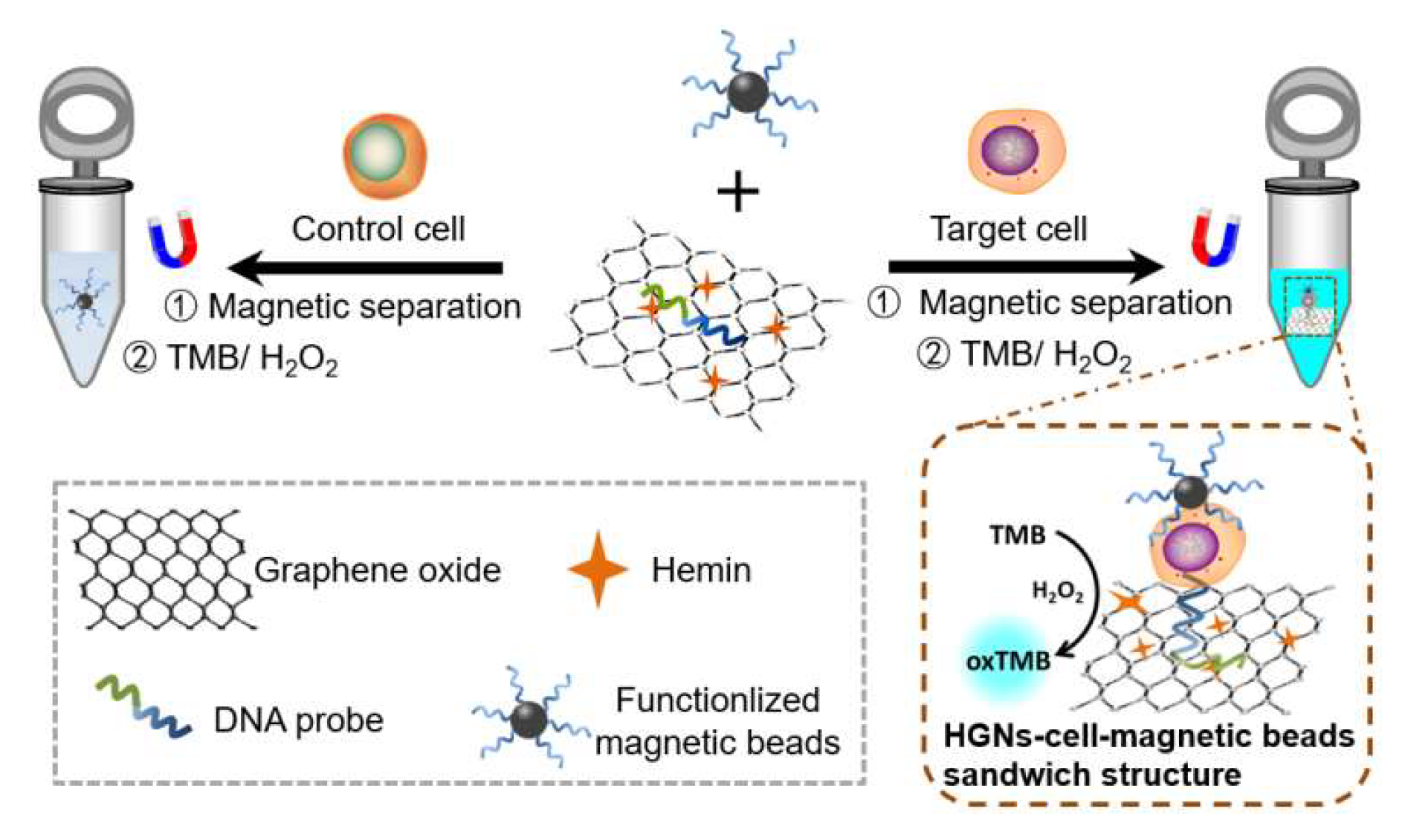 Biosensors 12 01070 g001 Biosensors 12 01070 g001