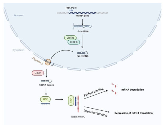 Recent Advances in the Roles of MicroRNA and MicroRNA-Based 