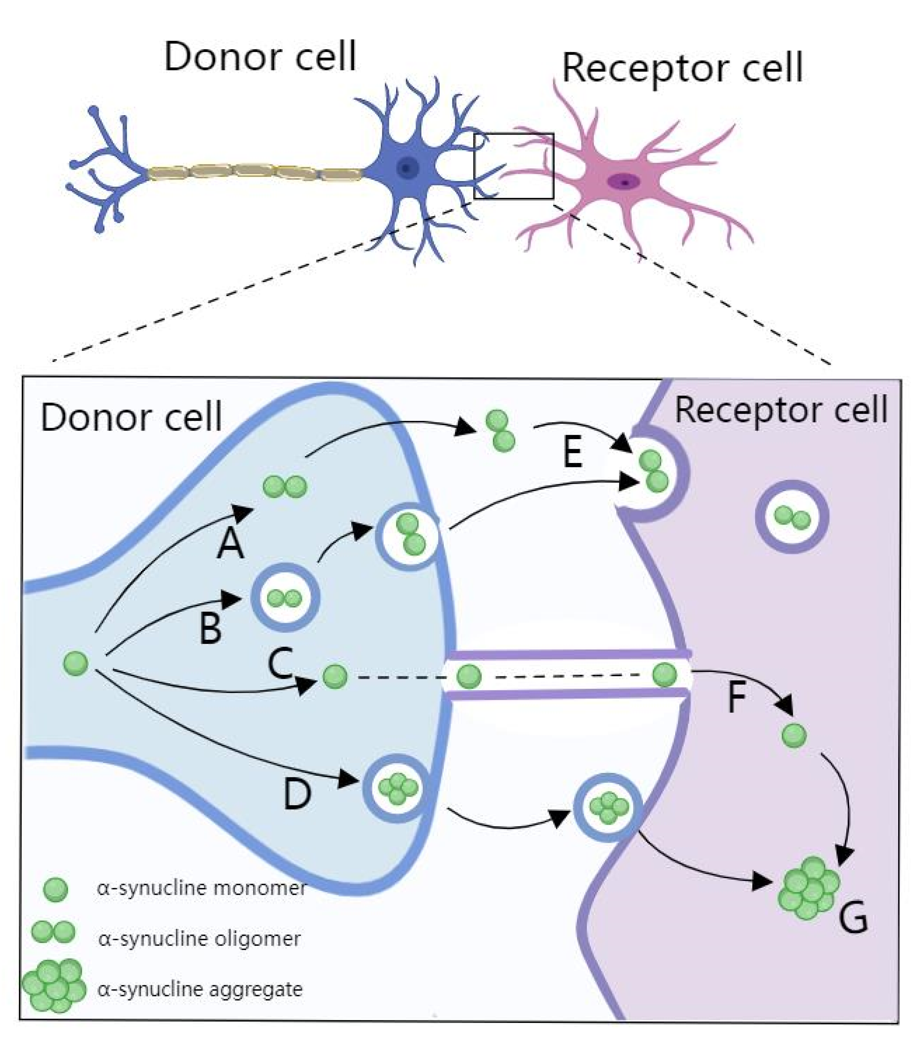 Biosensors 12 01074 g005