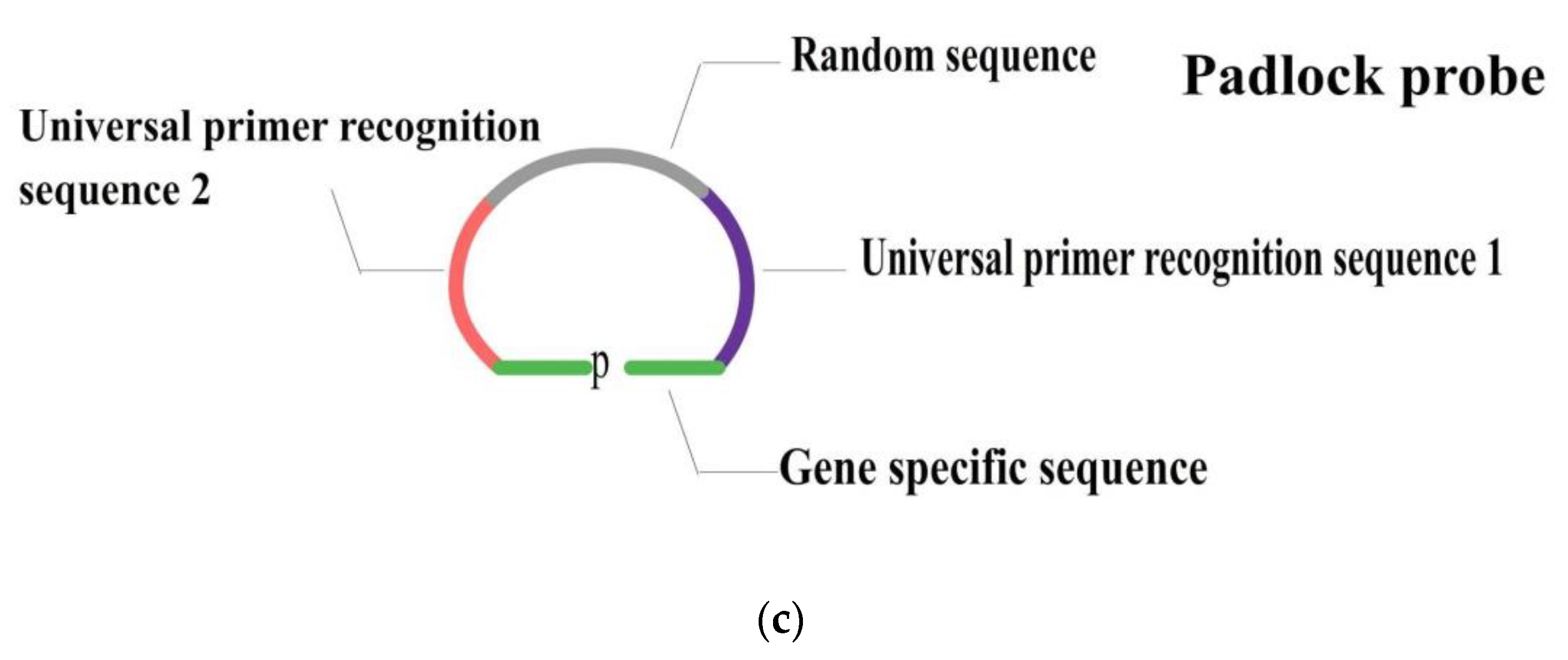 Biosensors 12 01075 g001b