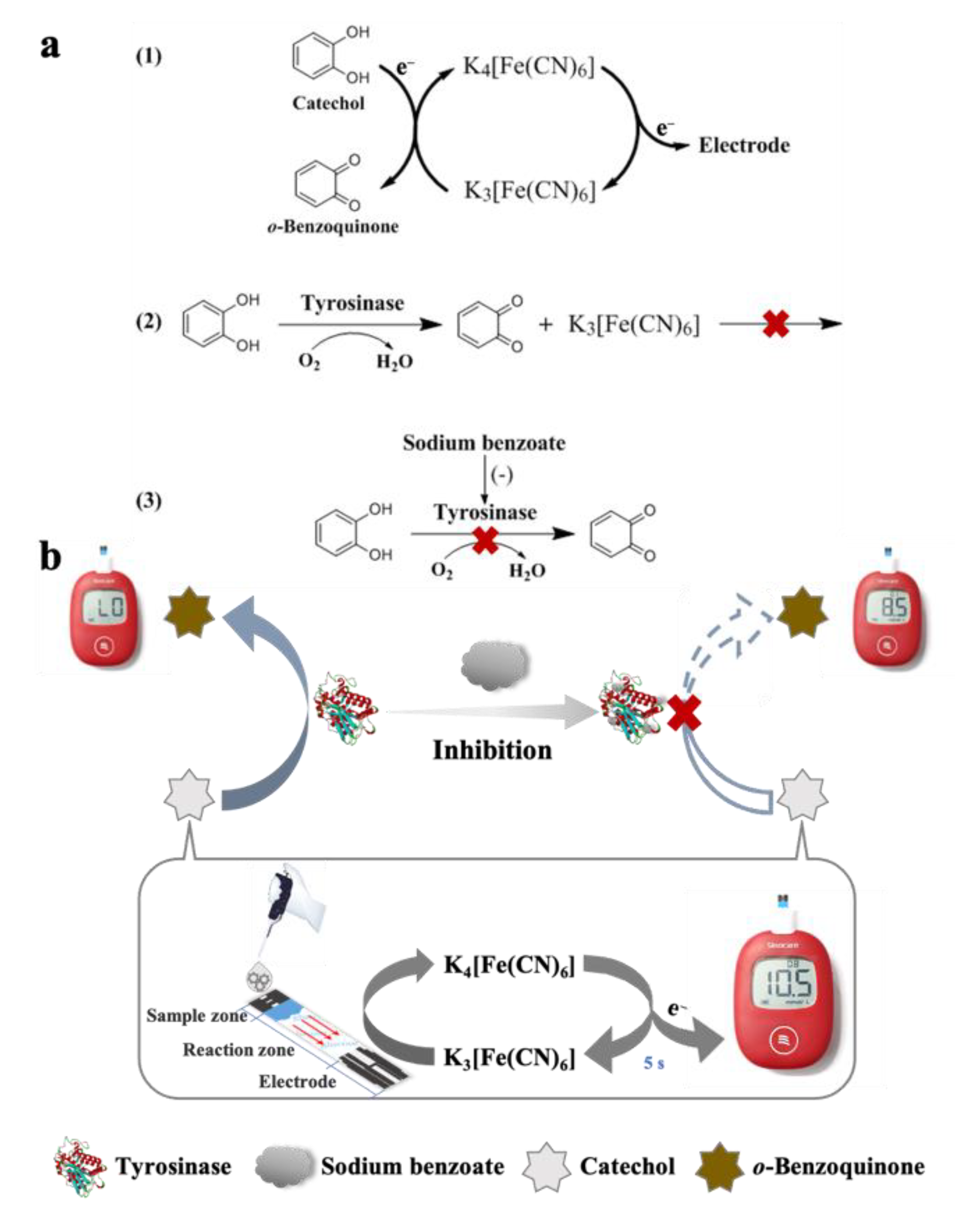 Biosensors 12 01084 g001 Biosensors 12 01084 g001