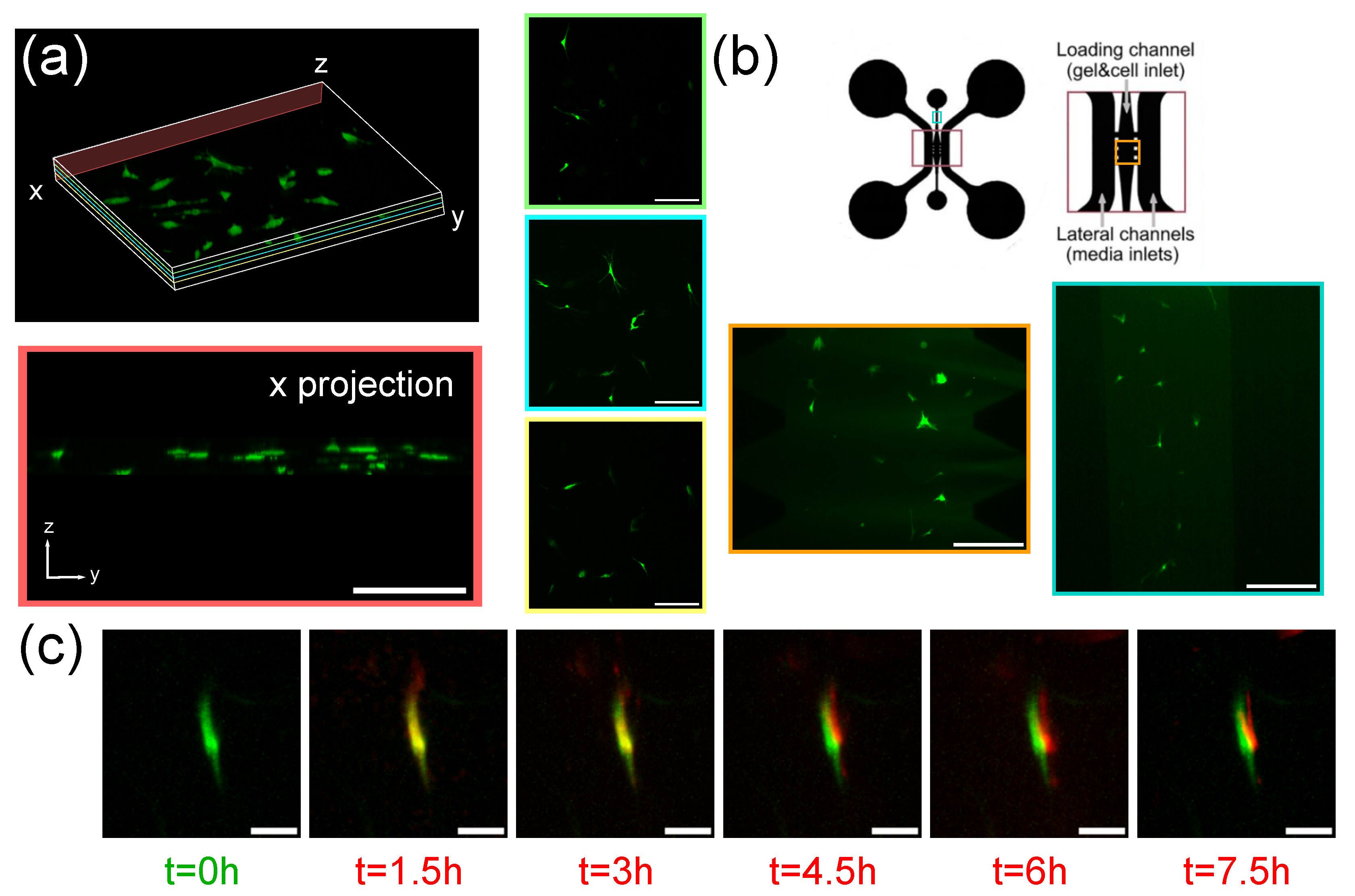 Biosensors 12 01110 g004