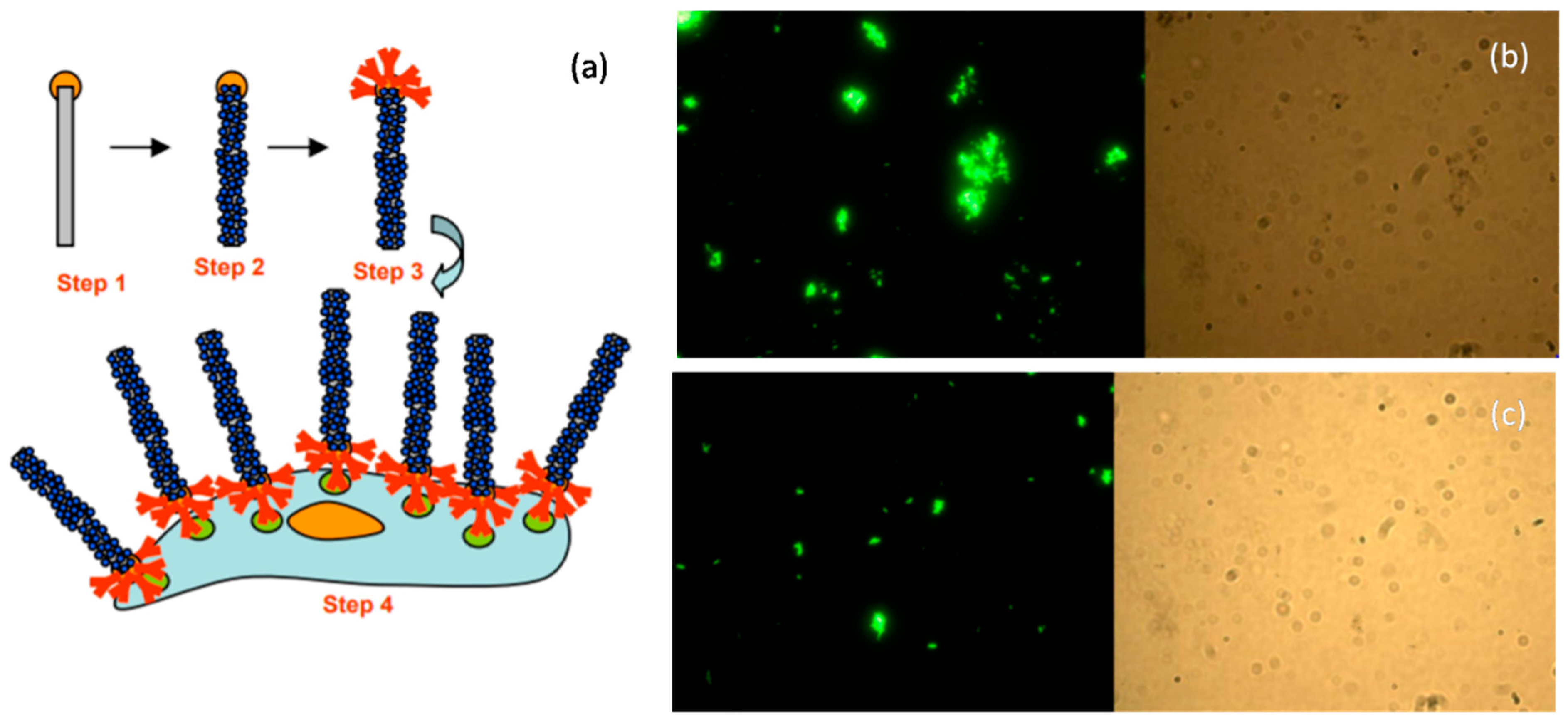 Biosensors 12 01115 g013