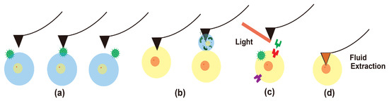 Biosensors 12 01116 g003 550