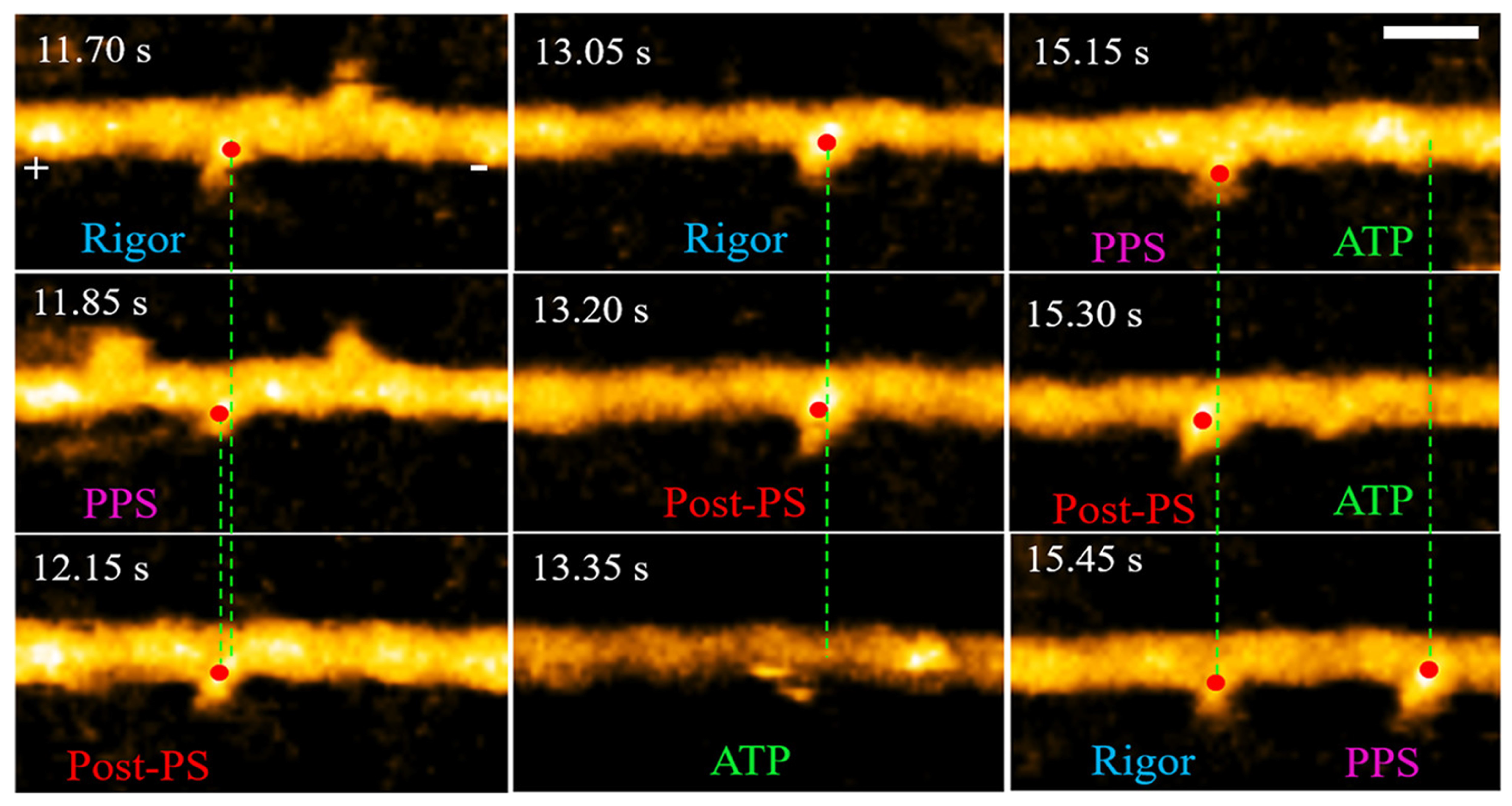 Biosensors 12 01116 g004