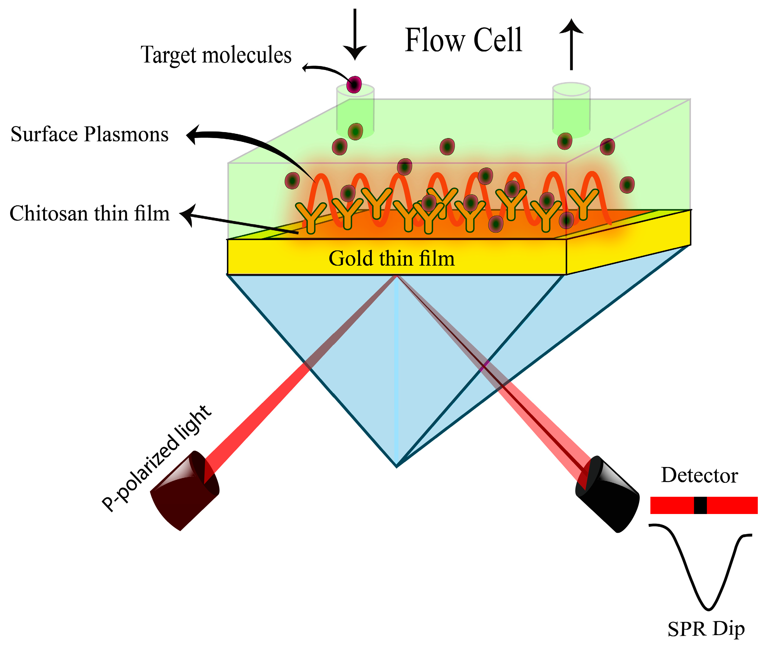 Biosensors 12 01124 g002