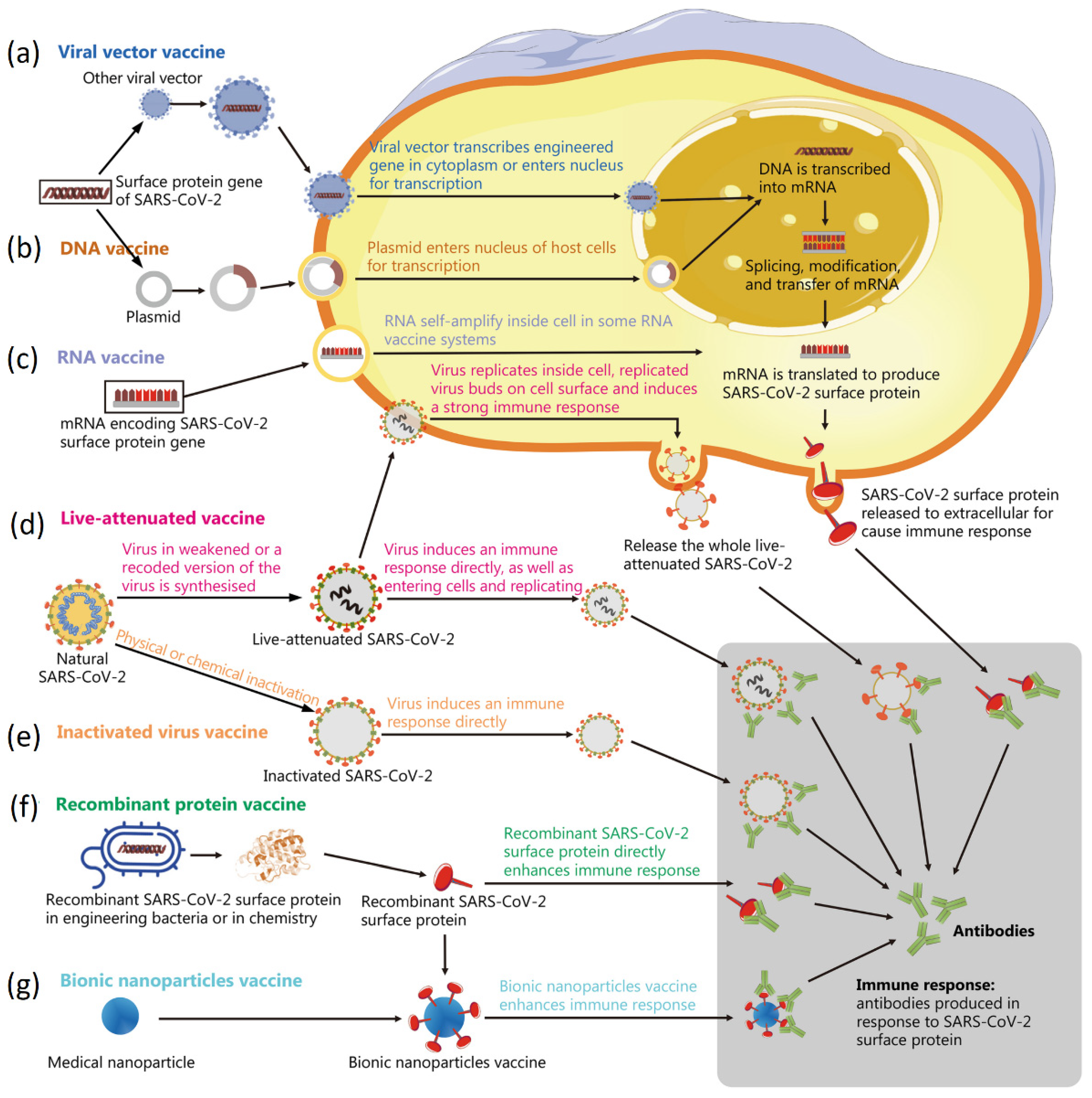 Biosensors 12 01129 g010