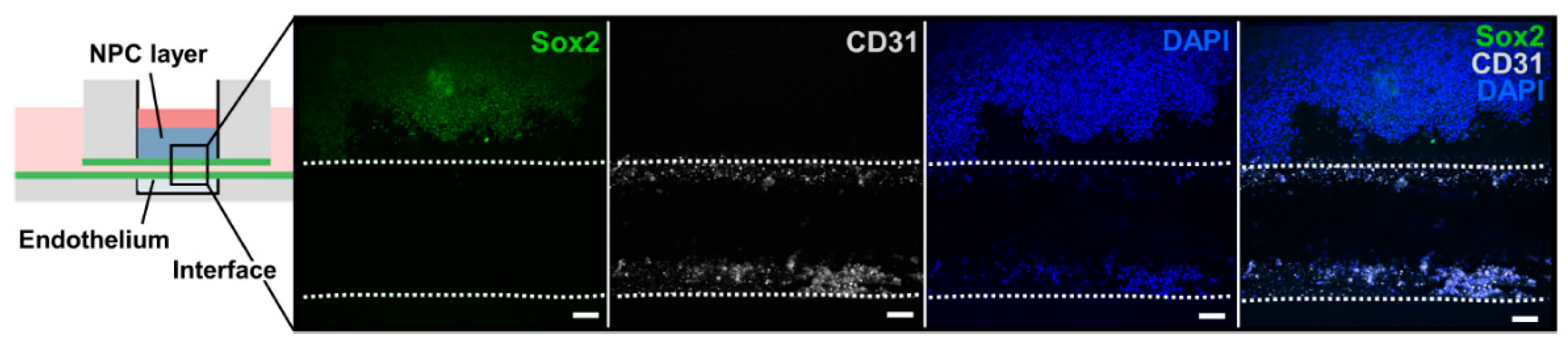 Biosensors 12 01135 g003