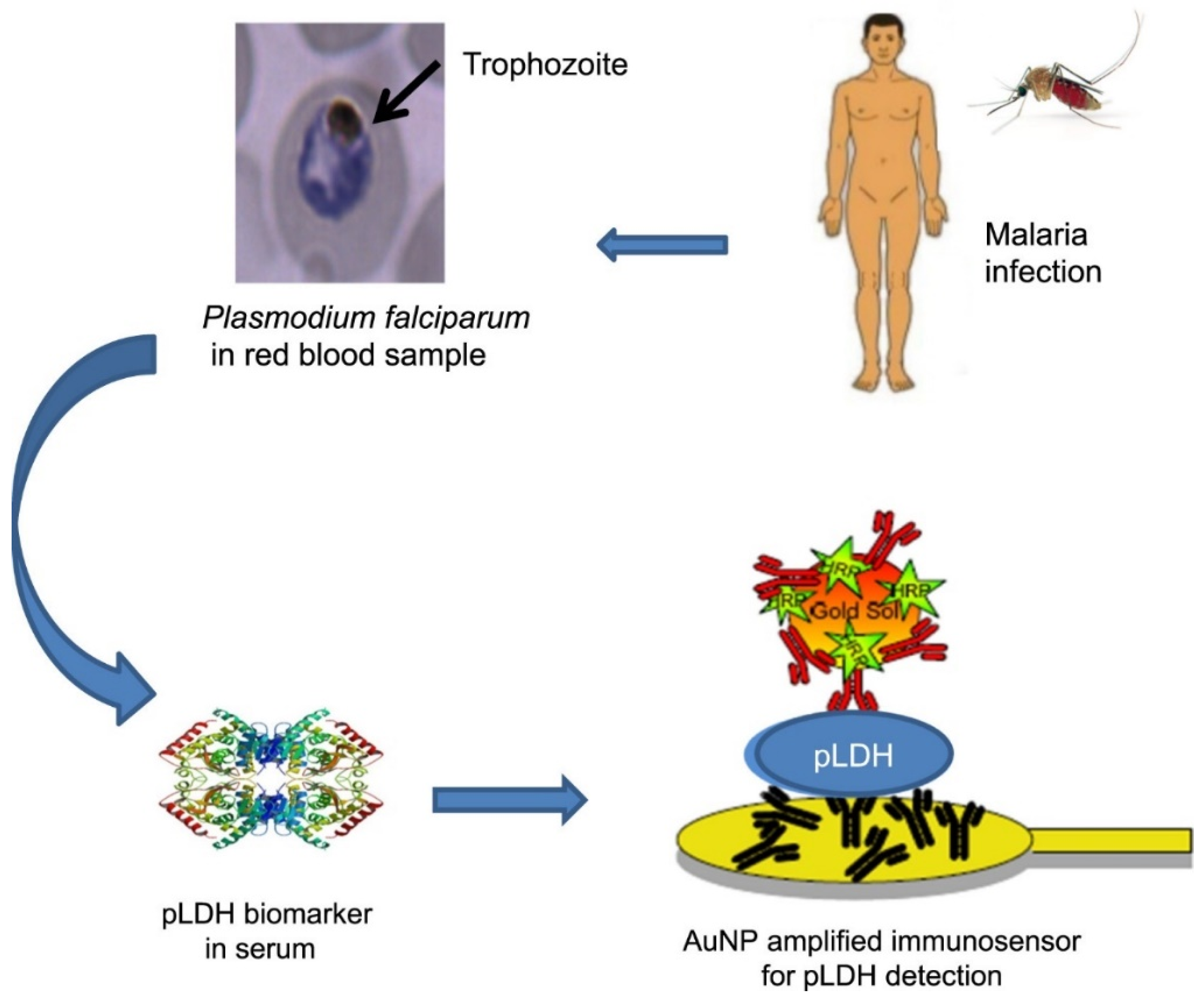 Biosensors 12 01145 g005