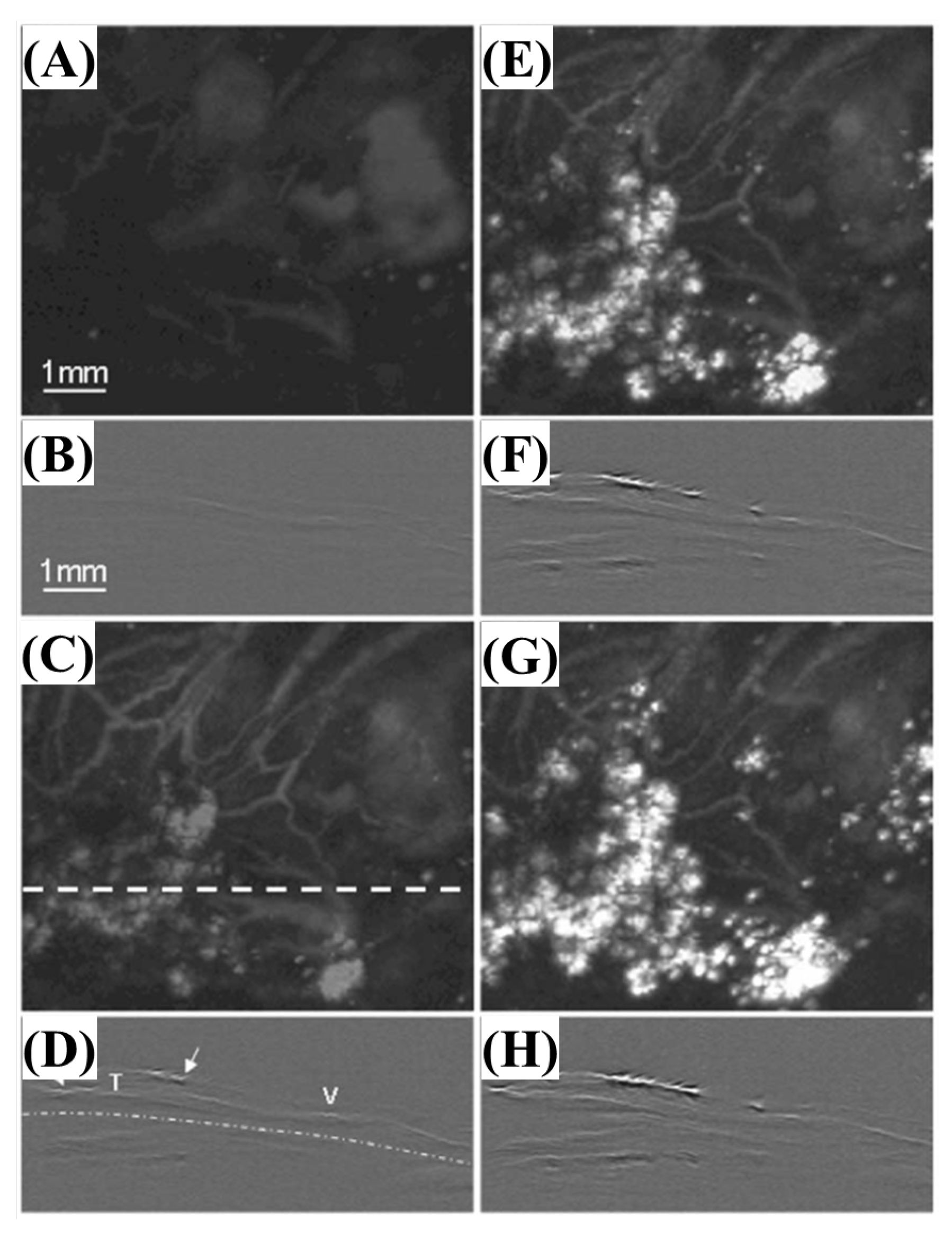 Biosensors 12 01154 g012