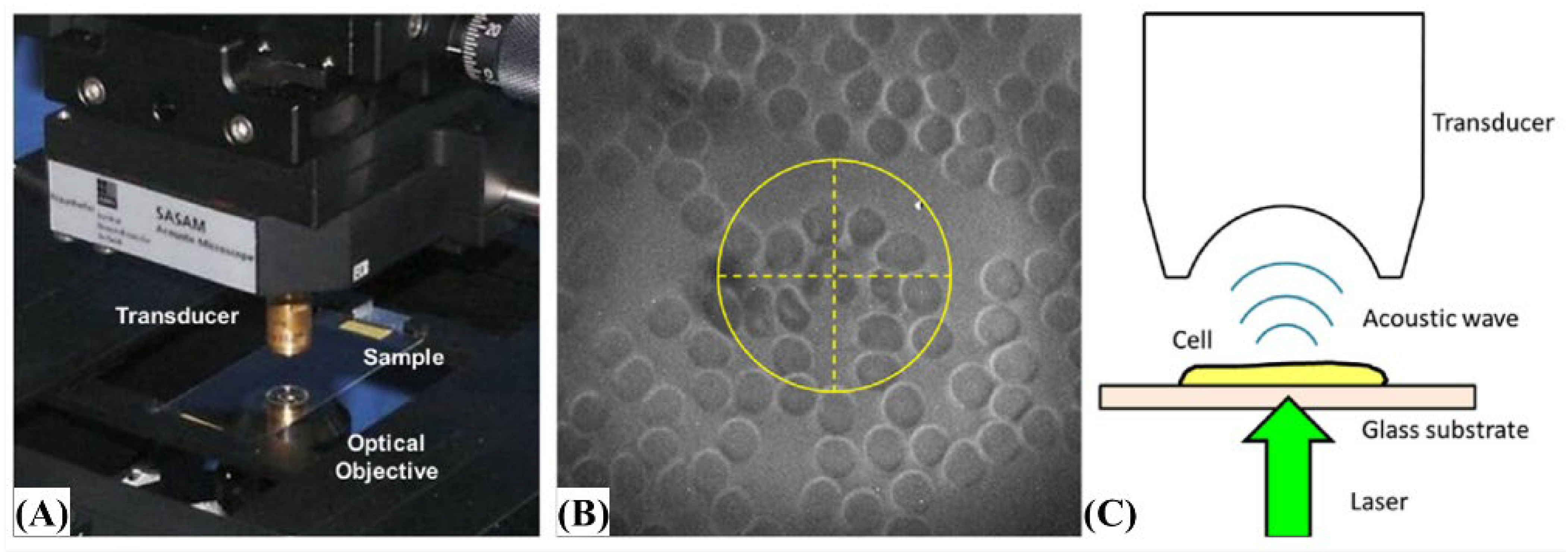 Biosensors 12 01154 g018