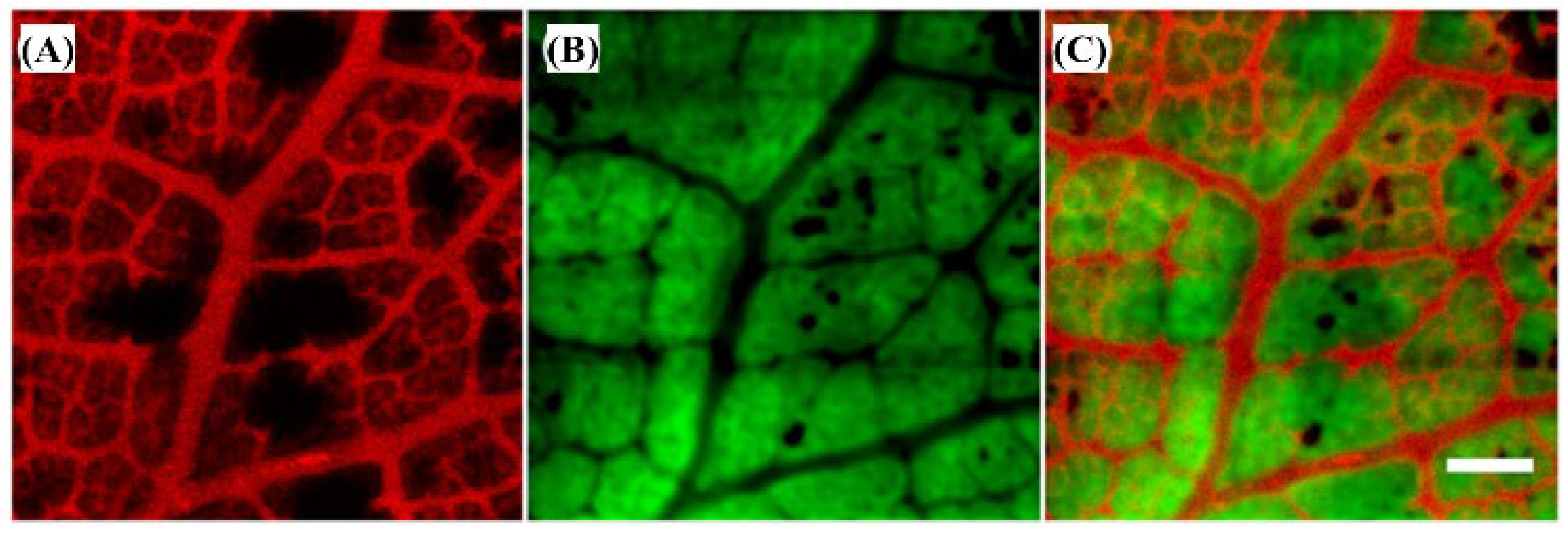 Biosensors 12 01154 g026