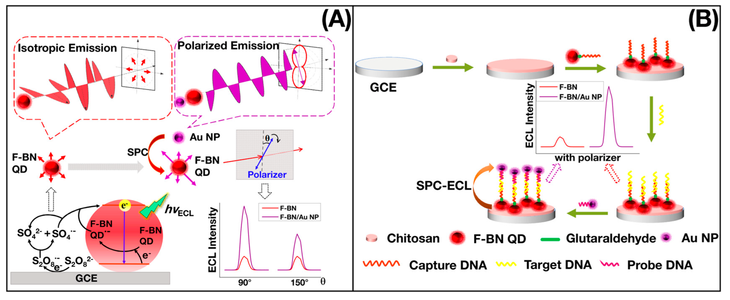 Biosensors 12 01158 g003 Biosensors 12 01158 g003