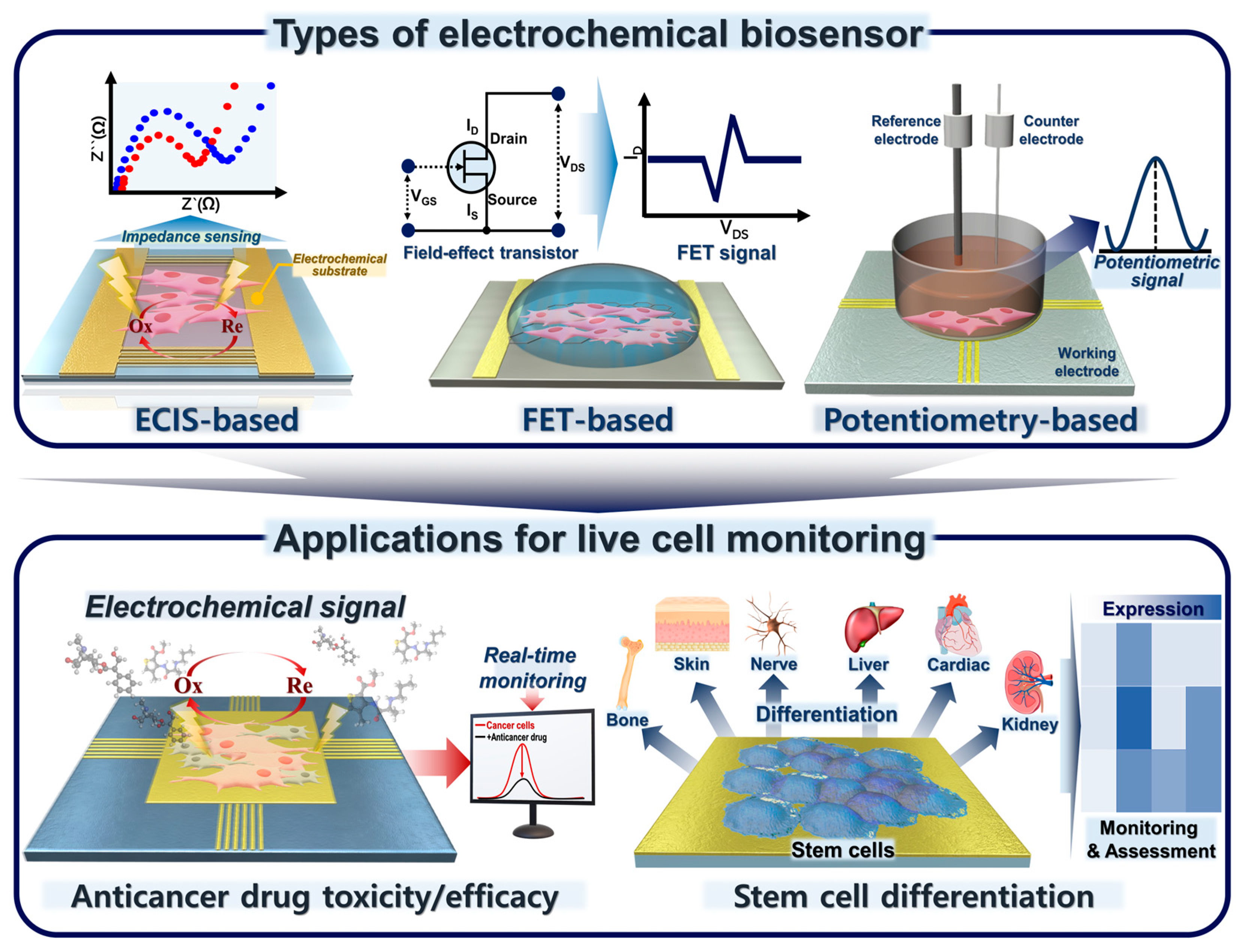 Biosensors 12 01162 g001 Biosensors 12 01162 g001