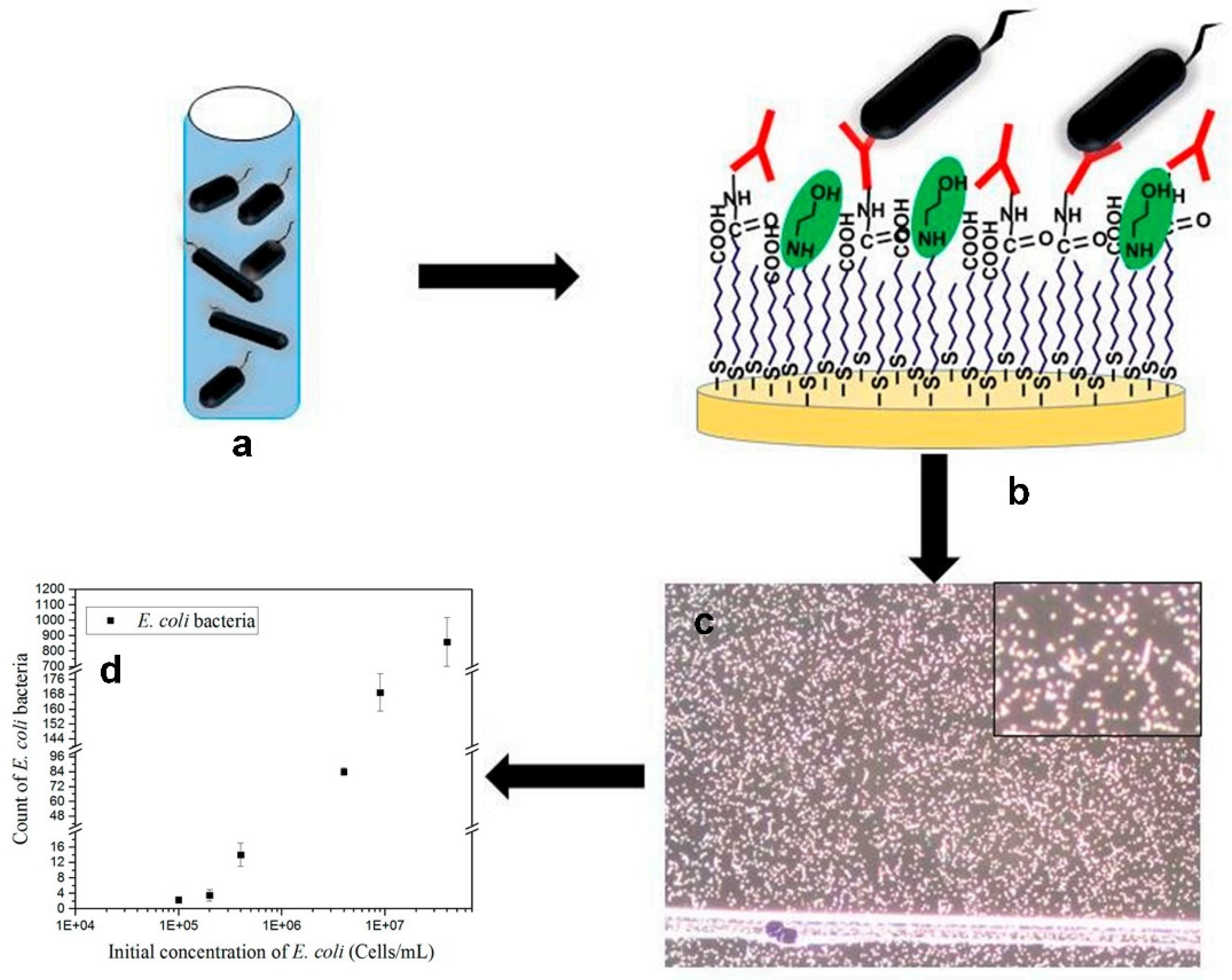 Biosensors 12 01171 g006